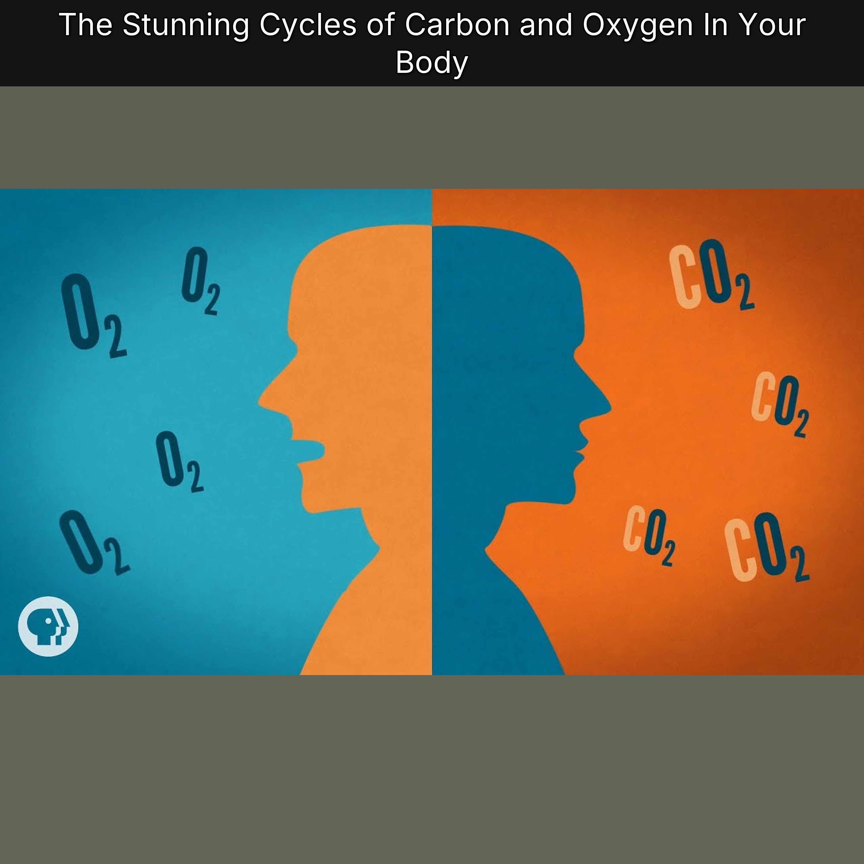 The Stunning Cycles of Carbon and Oxygen In Your Body episode artwork