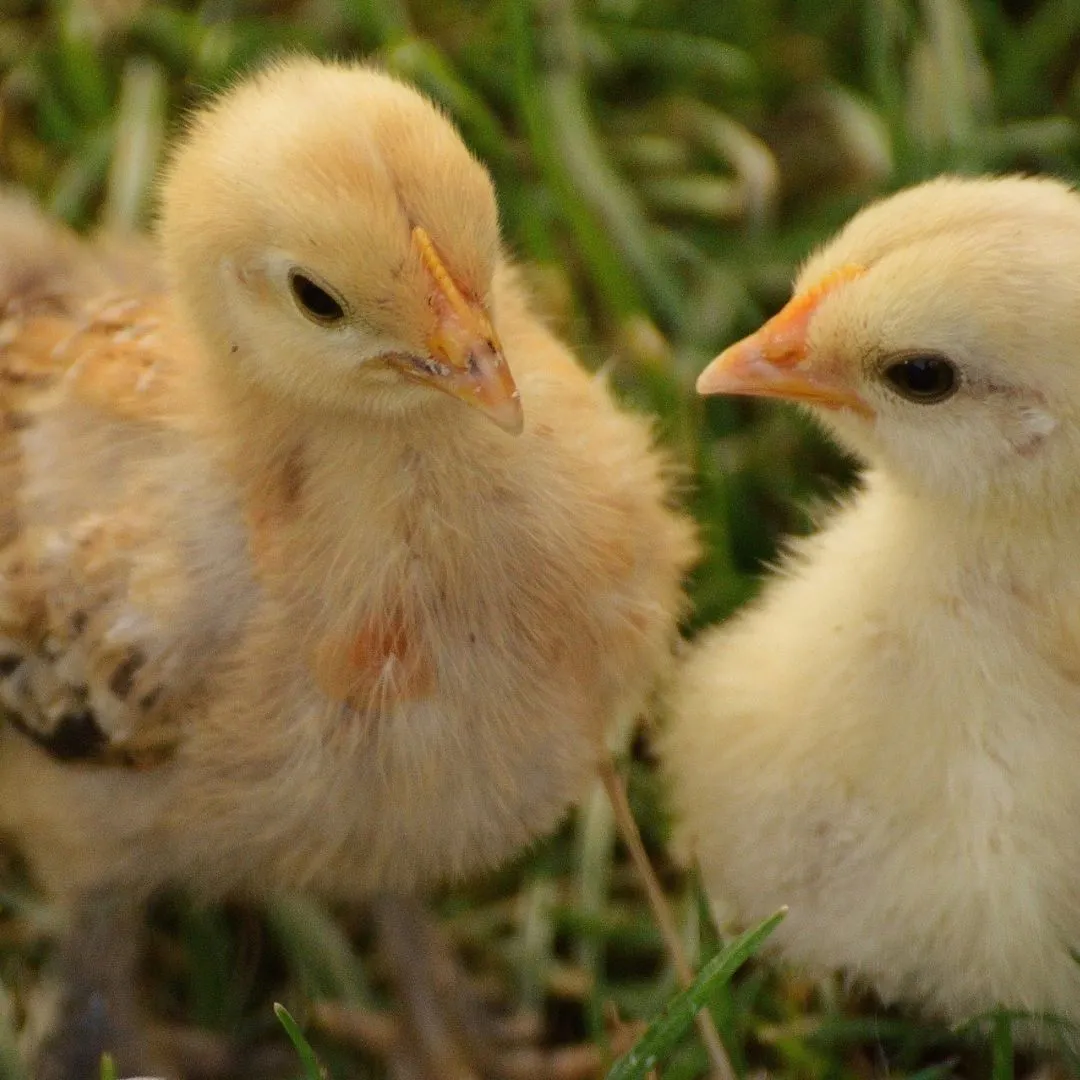 Pourquoi continue-t-on de broyer des poussins mâles en France ?