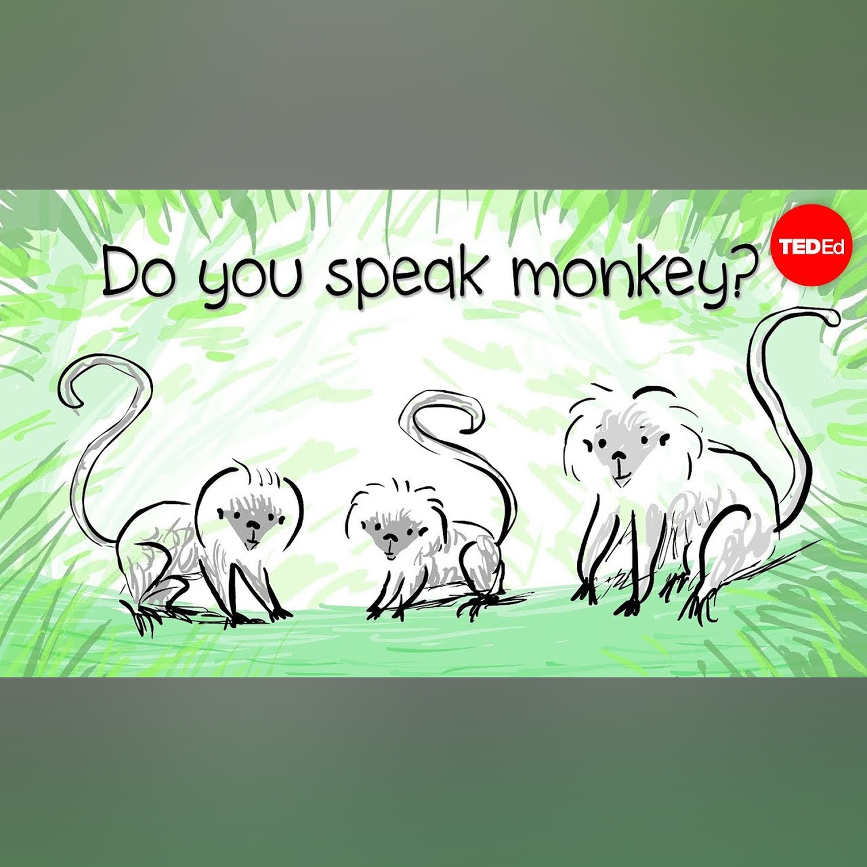 How to speak monkey: The language of cotton-top tamarins - Anne Savage