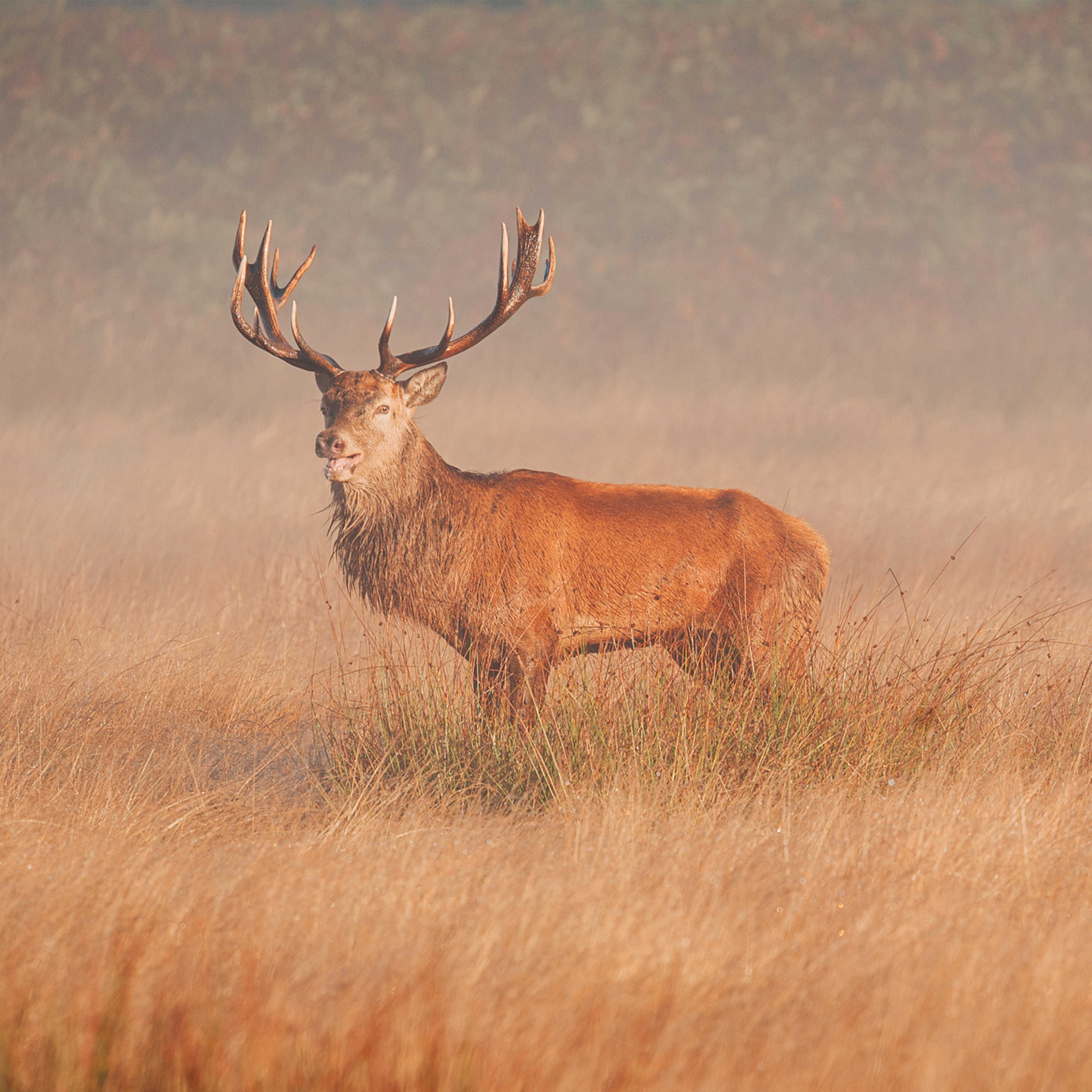 Sound Escape 195. Hear the eerie bellows of red deer stags during the autumn rut