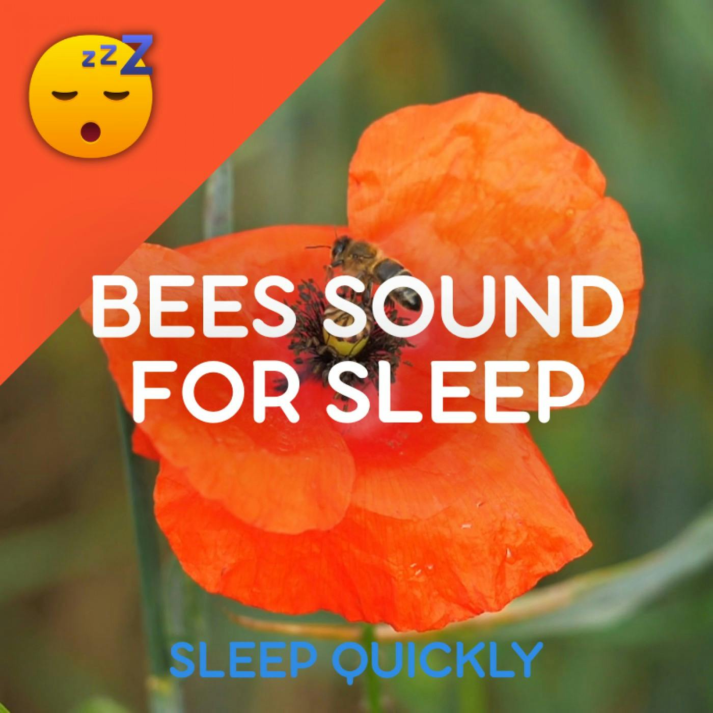 😴🍂 BEES Sound to Fall ASLEEP episode artwork