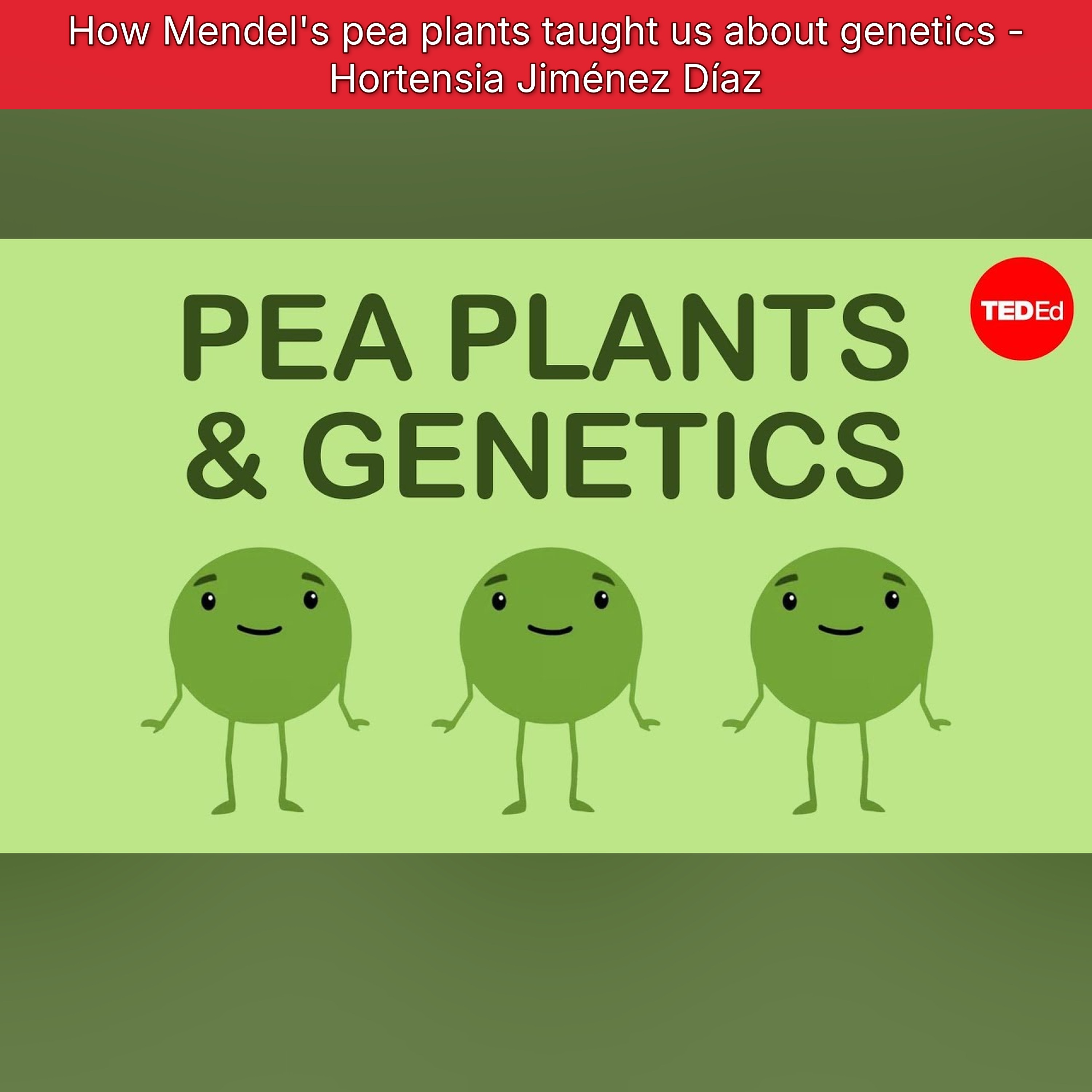 How Mendel's pea plants taught us about genetics - Hortensia Jiménez Díaz episode artwork