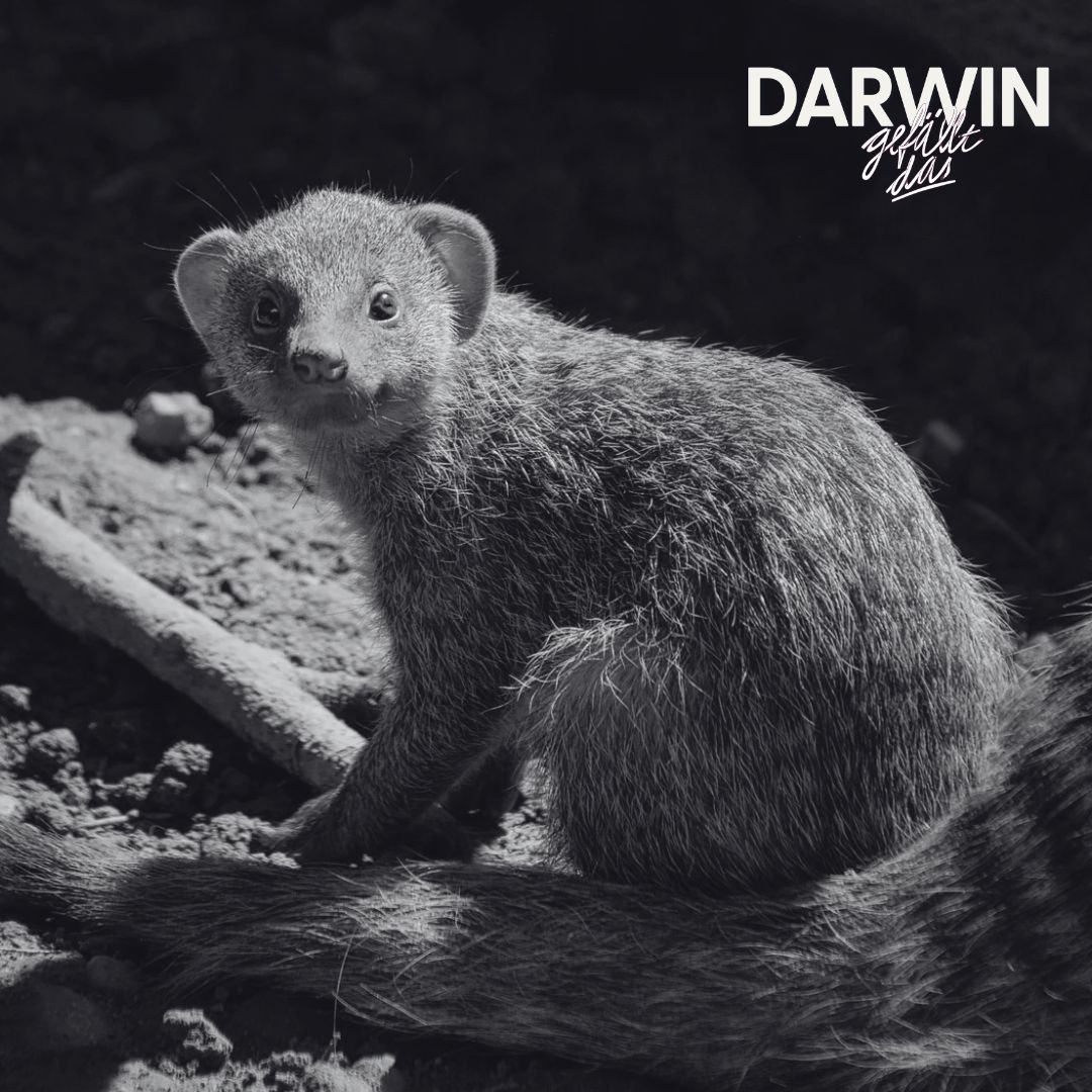 Das Gespenst von Dalby