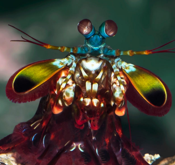 The Mantis Shrimp’s Secret Superpowers (Classic)