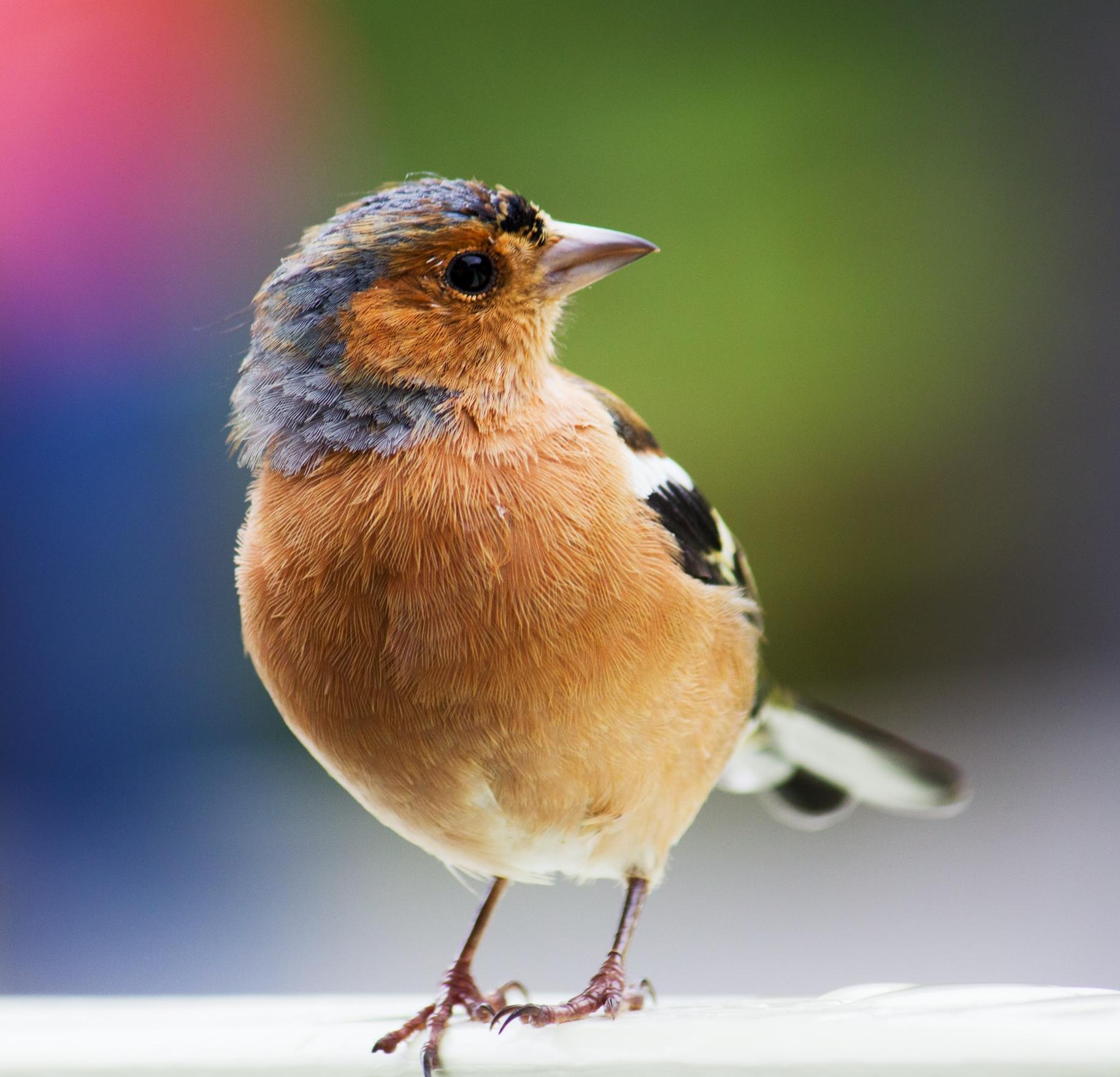 Birds Singing Near The Water: 8-Hour Tranquil Nature Soundscape for Relaxation, Sleep & Studying episode artwork