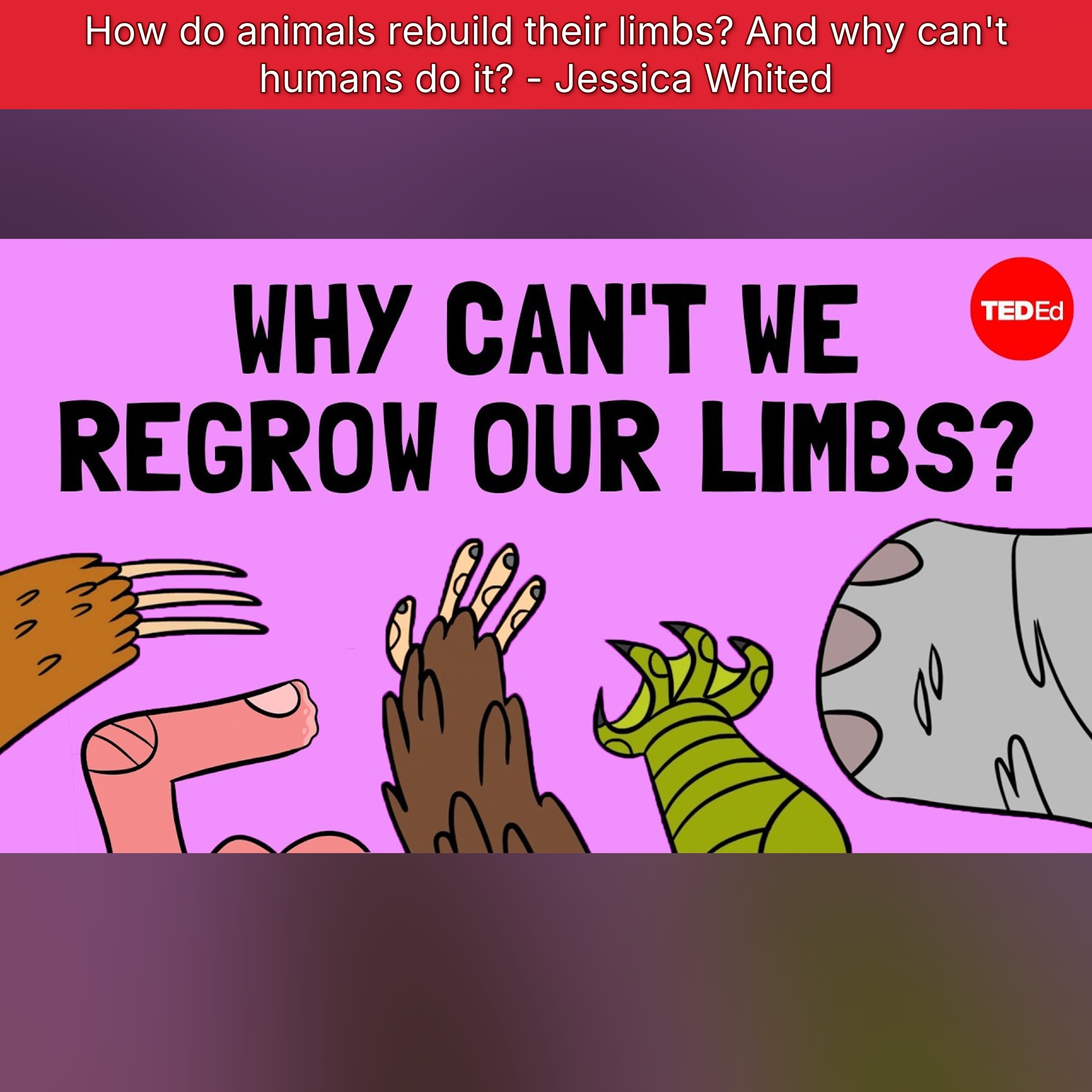 How do animals rebuild their limbs? And why can't humans do it? - Jessica Whited episode artwork