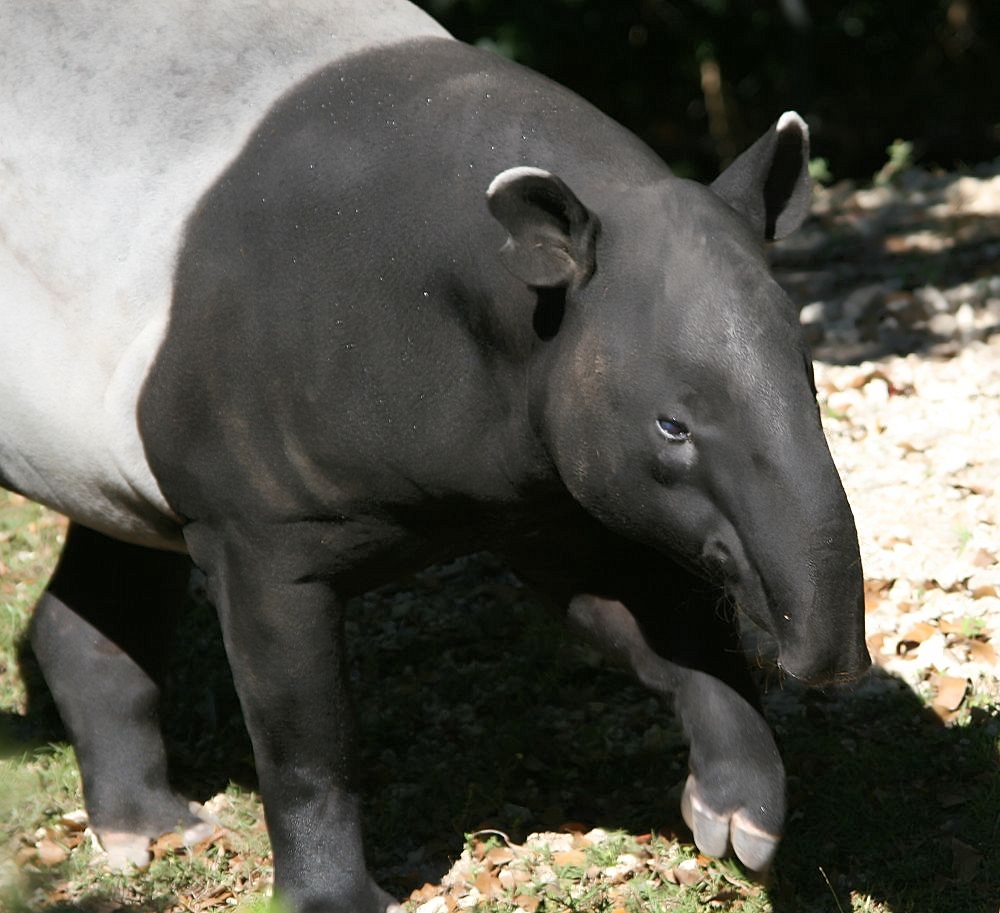 Living Fossils in the Shadows: Malayan Tapirs