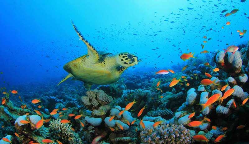 Así nos protegen los océanos del cambio climático