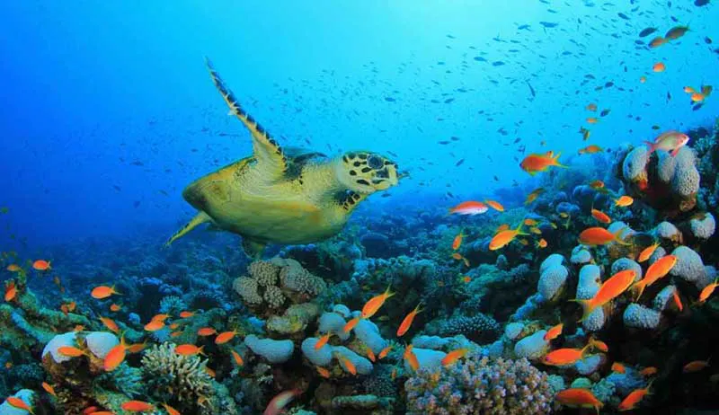 Así nos protegen los océanos del cambio climático