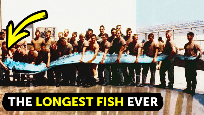 10 Deep Sea Creatures That Will Give You Nightmares