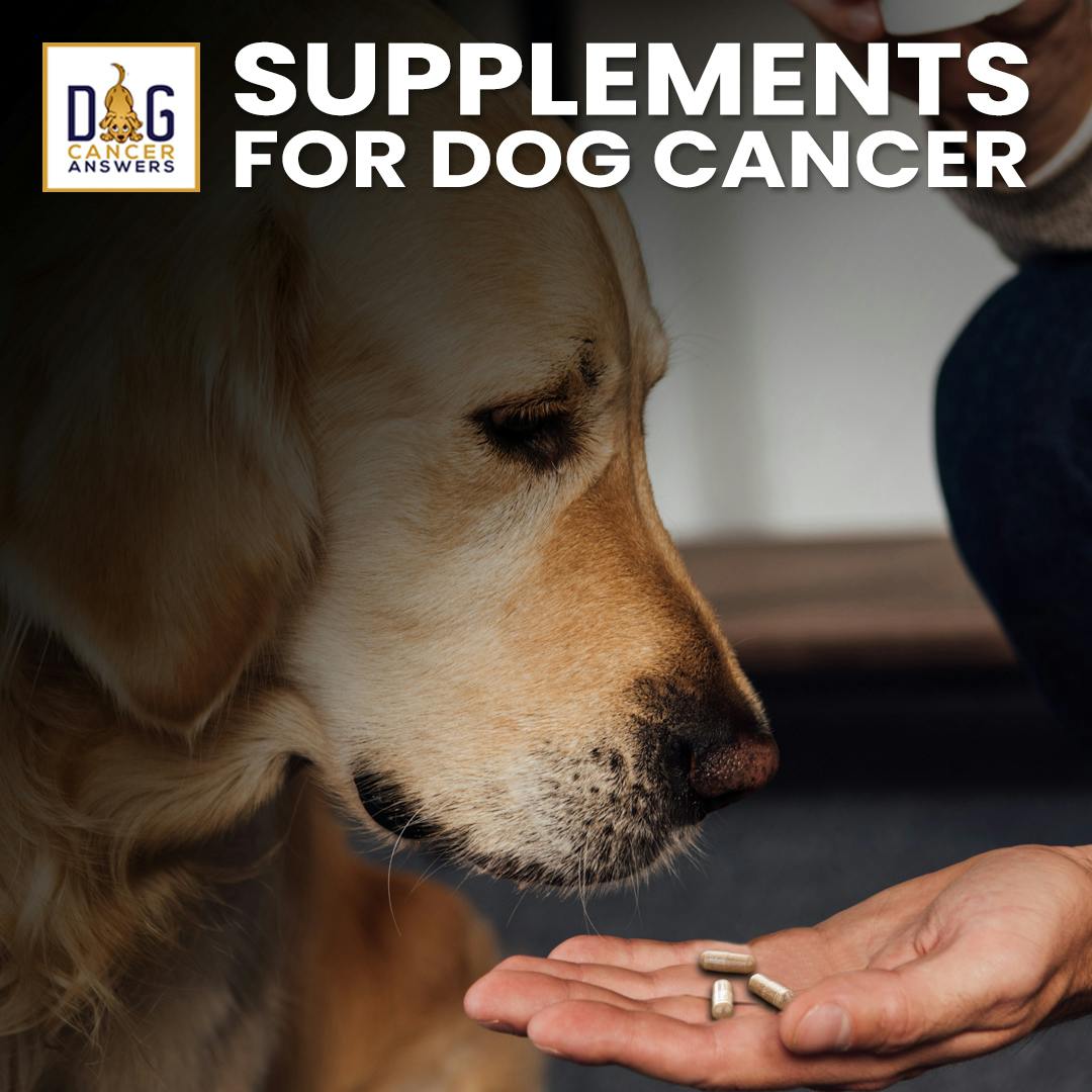 Supplements for Dogs with Cancer | Dr. Demian Dressler Deep Dive