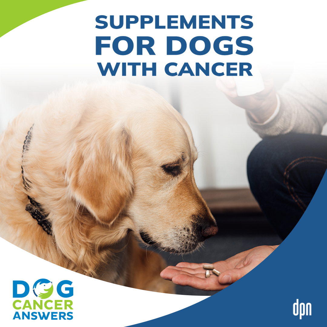 Supplements for Dogs with Cancer | Dr. Demian Dressler #129