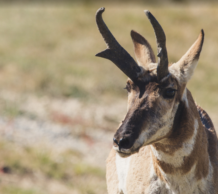 Pronghorn: North America’s Speed Champion Revisited