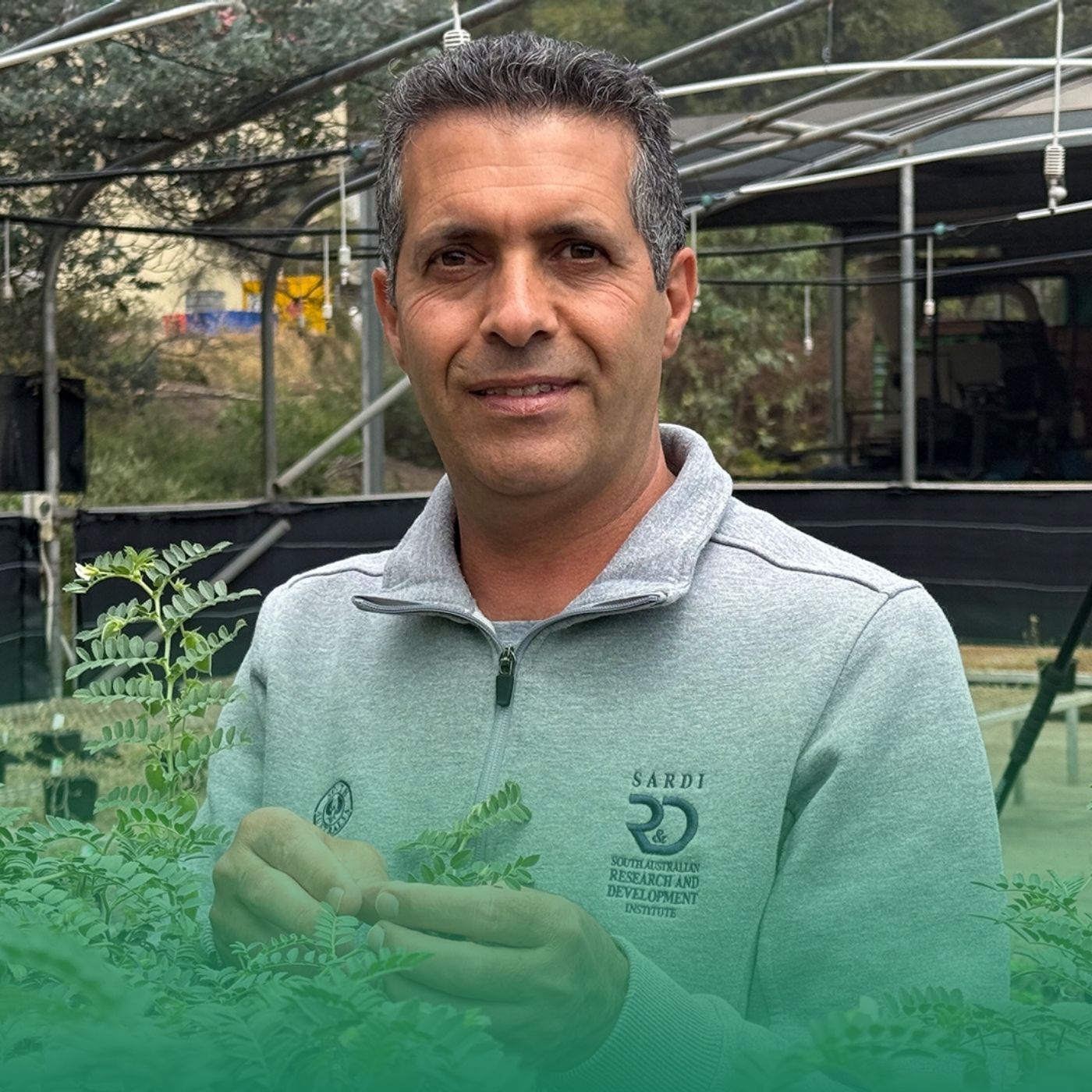 Staying ahead of lentil diseases with strategies for healthier crops