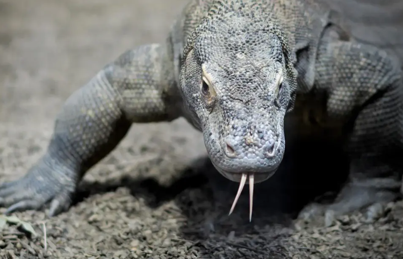 Mystique of Komodo Dragons