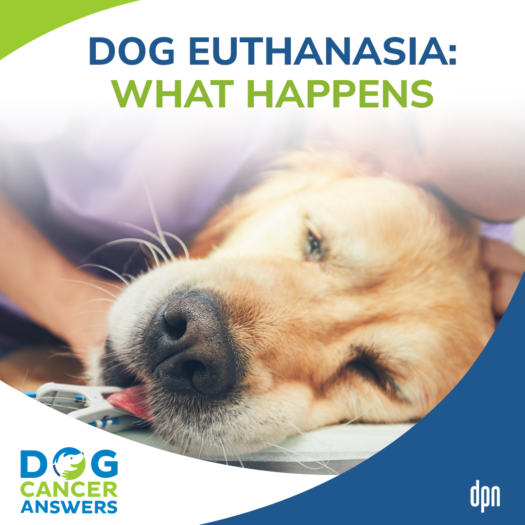 Dog Euthanasia: What Happens │ Dr. Nancy Reese #113