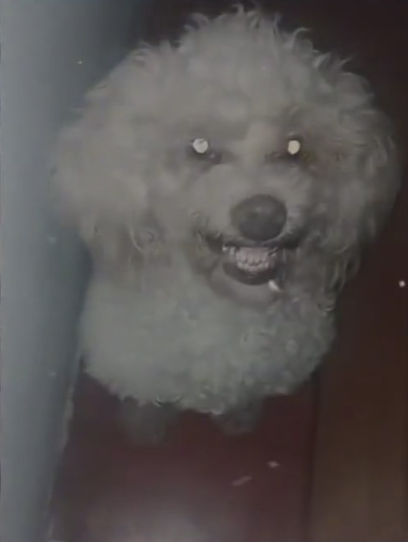 NUNCA LE PREGUNTES A TU MASCOTA SI SABE HABLAR - RELATOS DE PERROS ACTUANDO COMO HUMANOS