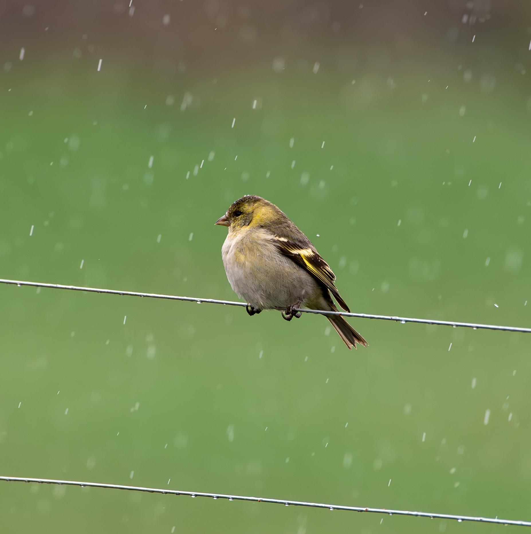 Birds In The Rain 8 Hours episode artwork