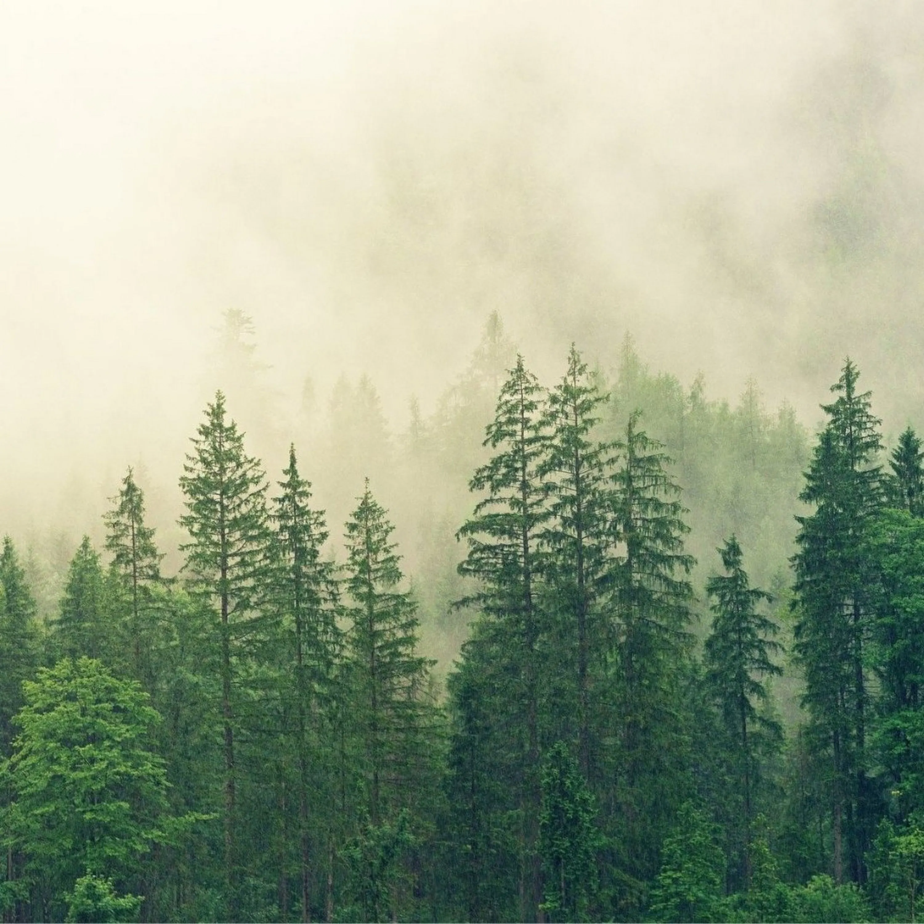 Qu’est-ce que la géophonie ?