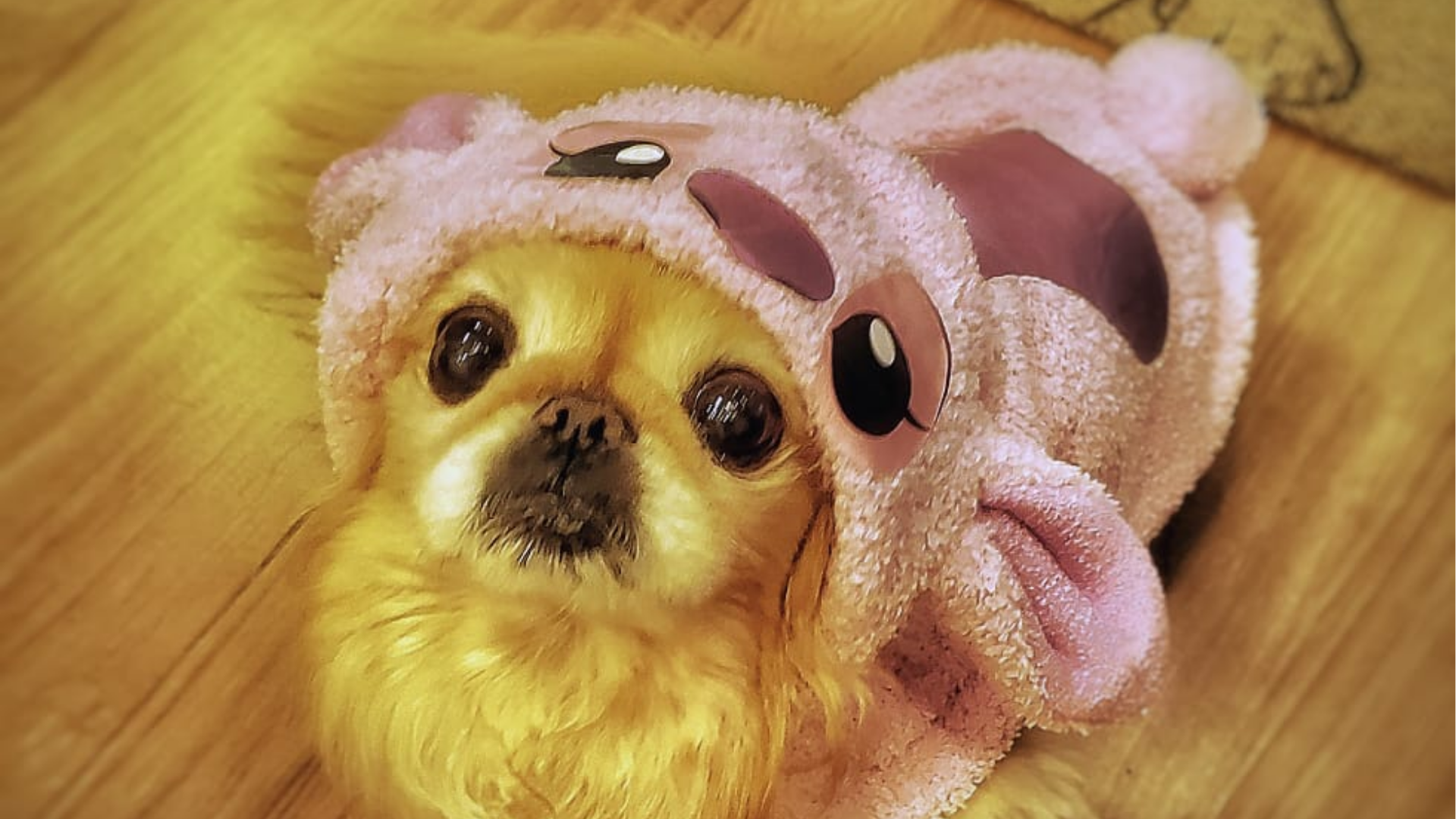 Pets devem usar roupa no inverno? Saiba como proteger os animais do frio