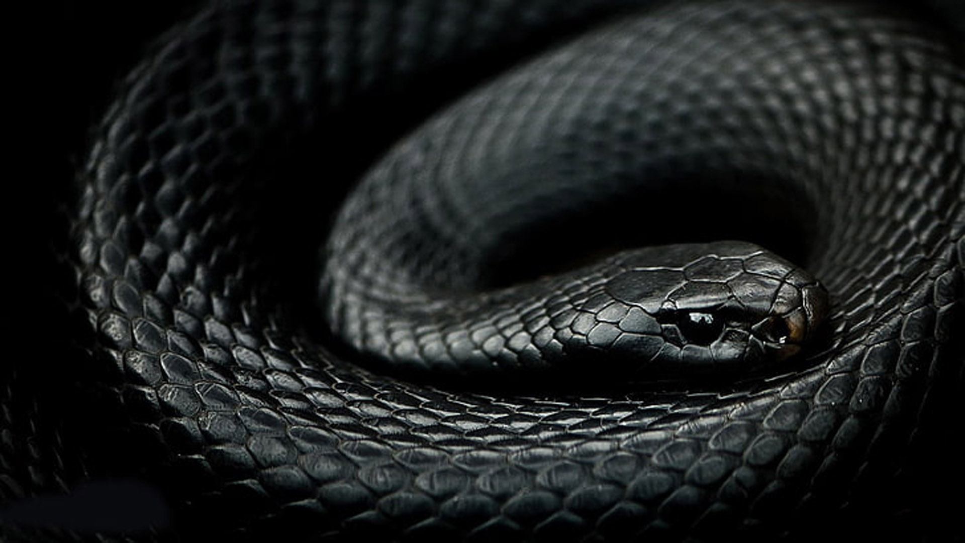 Black Mamba: Africa's Shadow Serpent