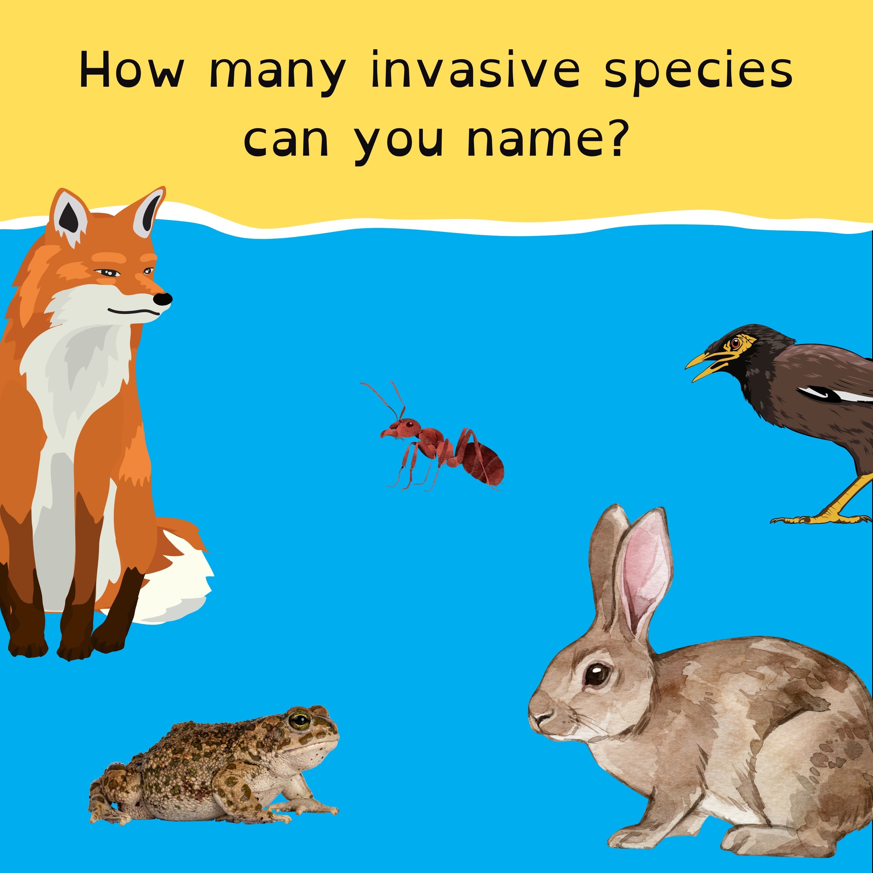 Fire ants on the march; America’s Super Tuesday; Squiz-E spots a deep fake; and let the AFL season begin!