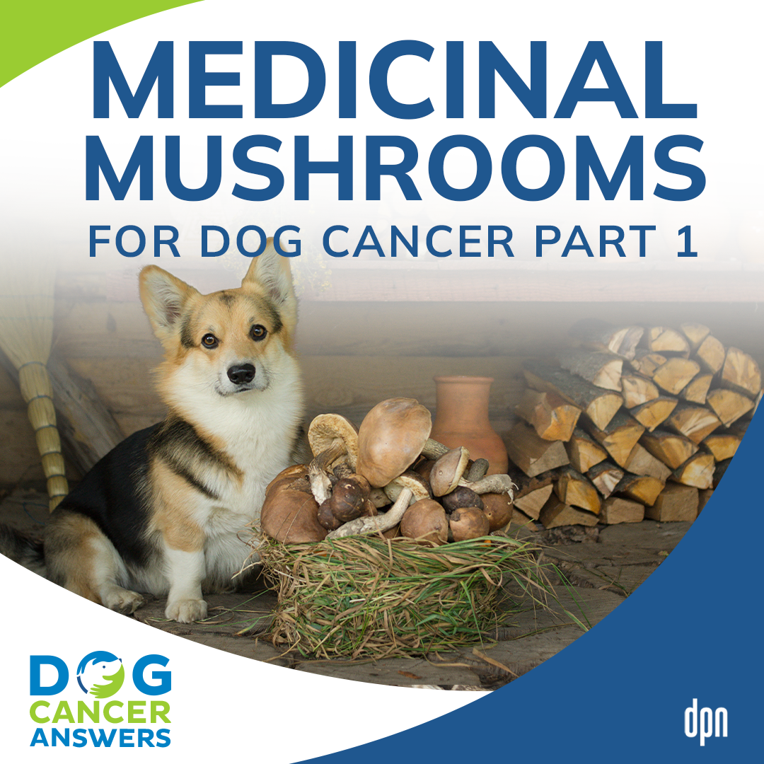 Medicinal Mushrooms for Dog Cancer Part 1 | Dr. Robert Silver #188