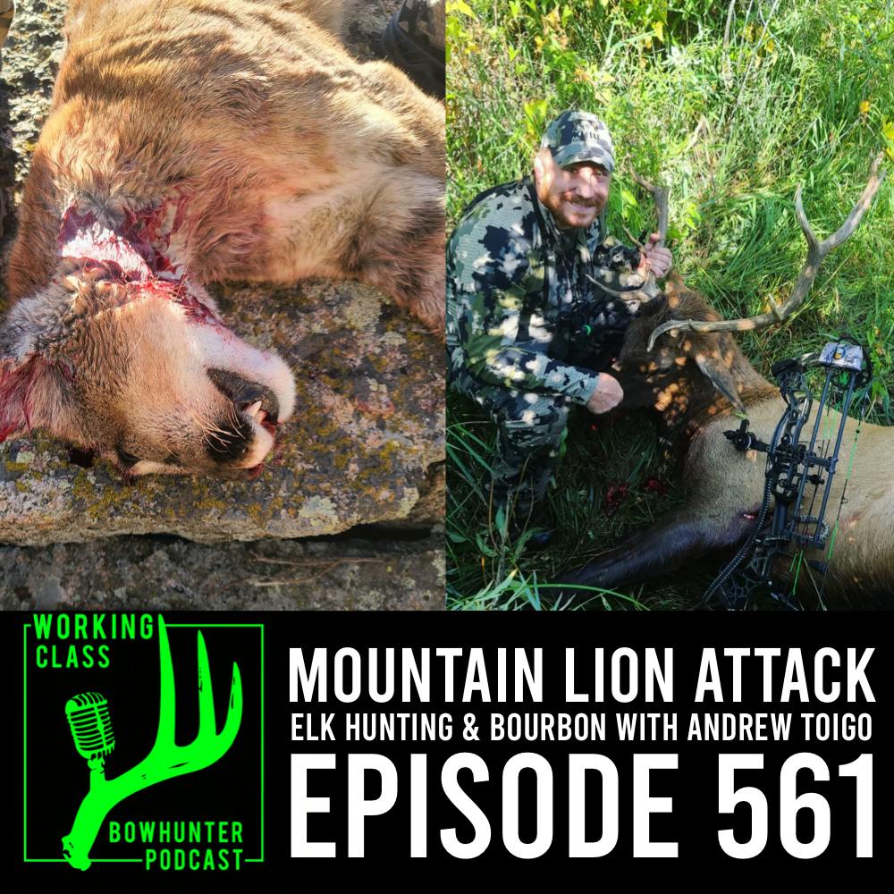 561 Mountain Lion Attack, Elk Hunting, & Bourbon with Andrew Toigo