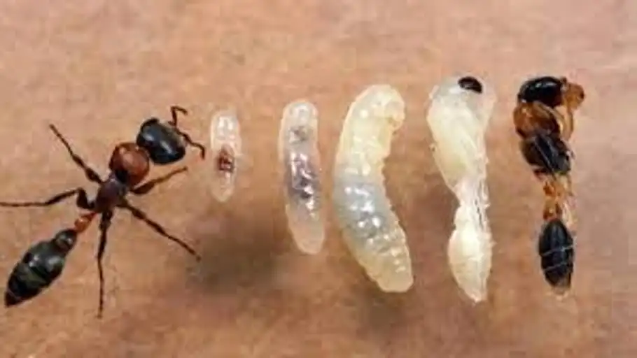 Las hormigas que se sacrifican por el bien de la colonia