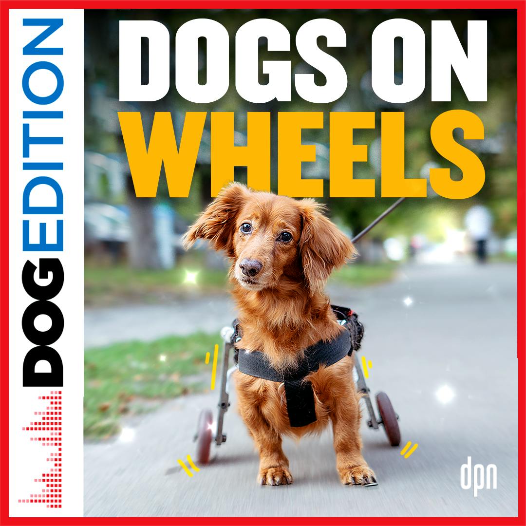 Dogs On Wheels | Dog Edition #91 Dogs On Wheels | Dog Edition #91