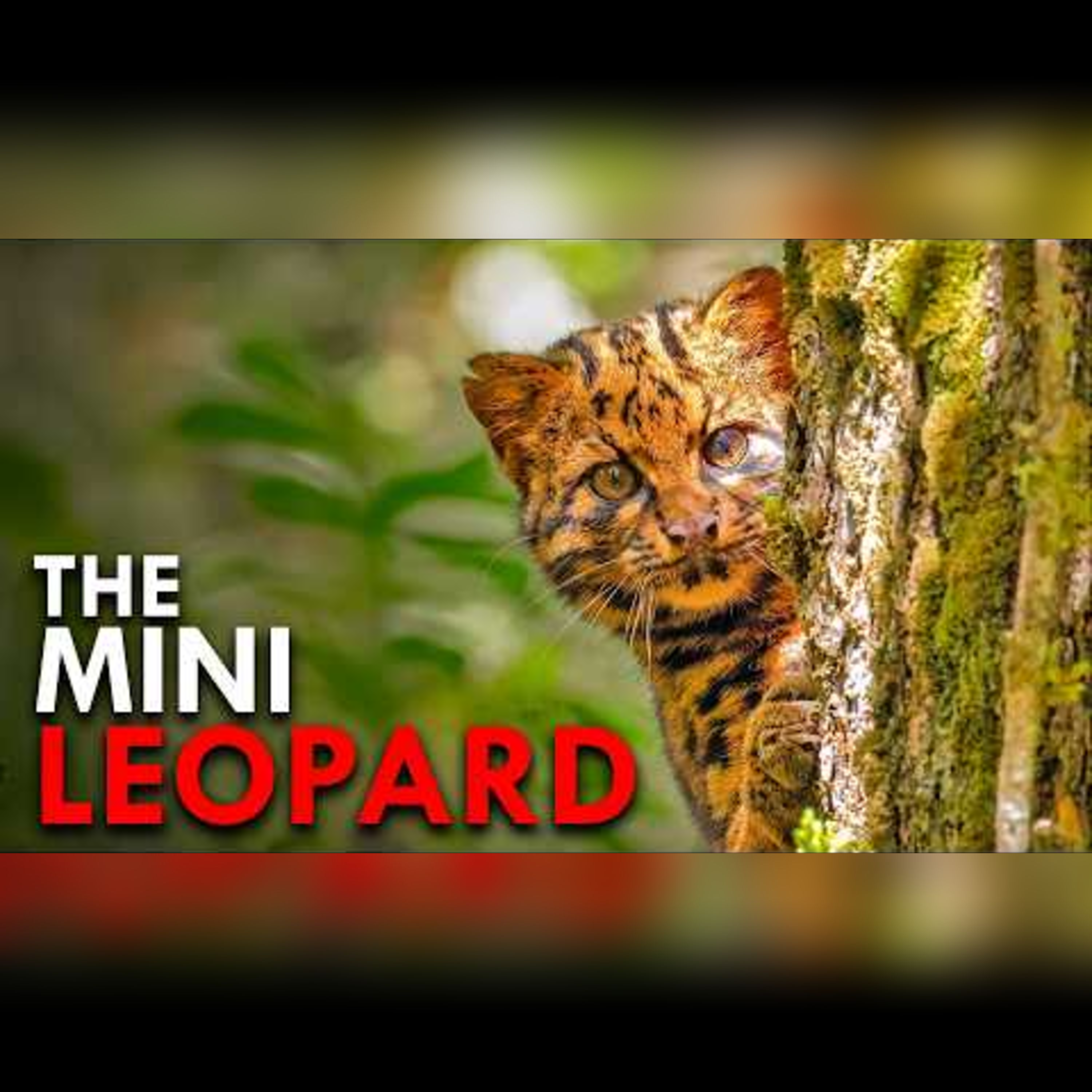 The World's Shyest Cat: Marbled Cat Footage episode artwork