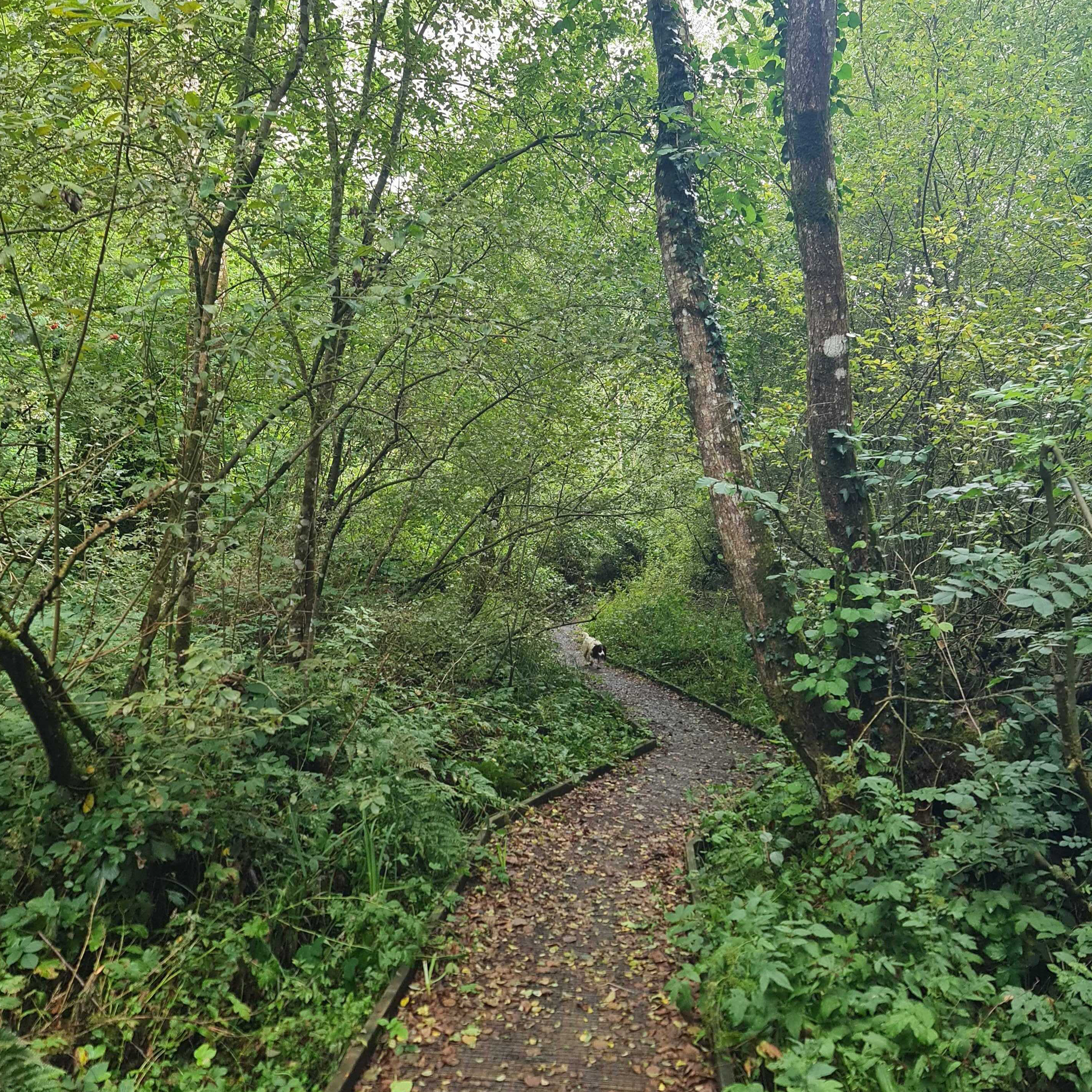 Sound Escape 290. Soothing rain falling in a thirsty wood - and a marsh tit sings