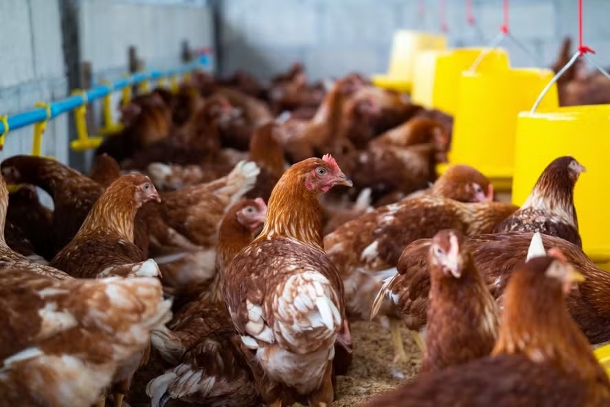 São Paulo registra primeiro caso de gripe aviária em ave silvestre em 2026