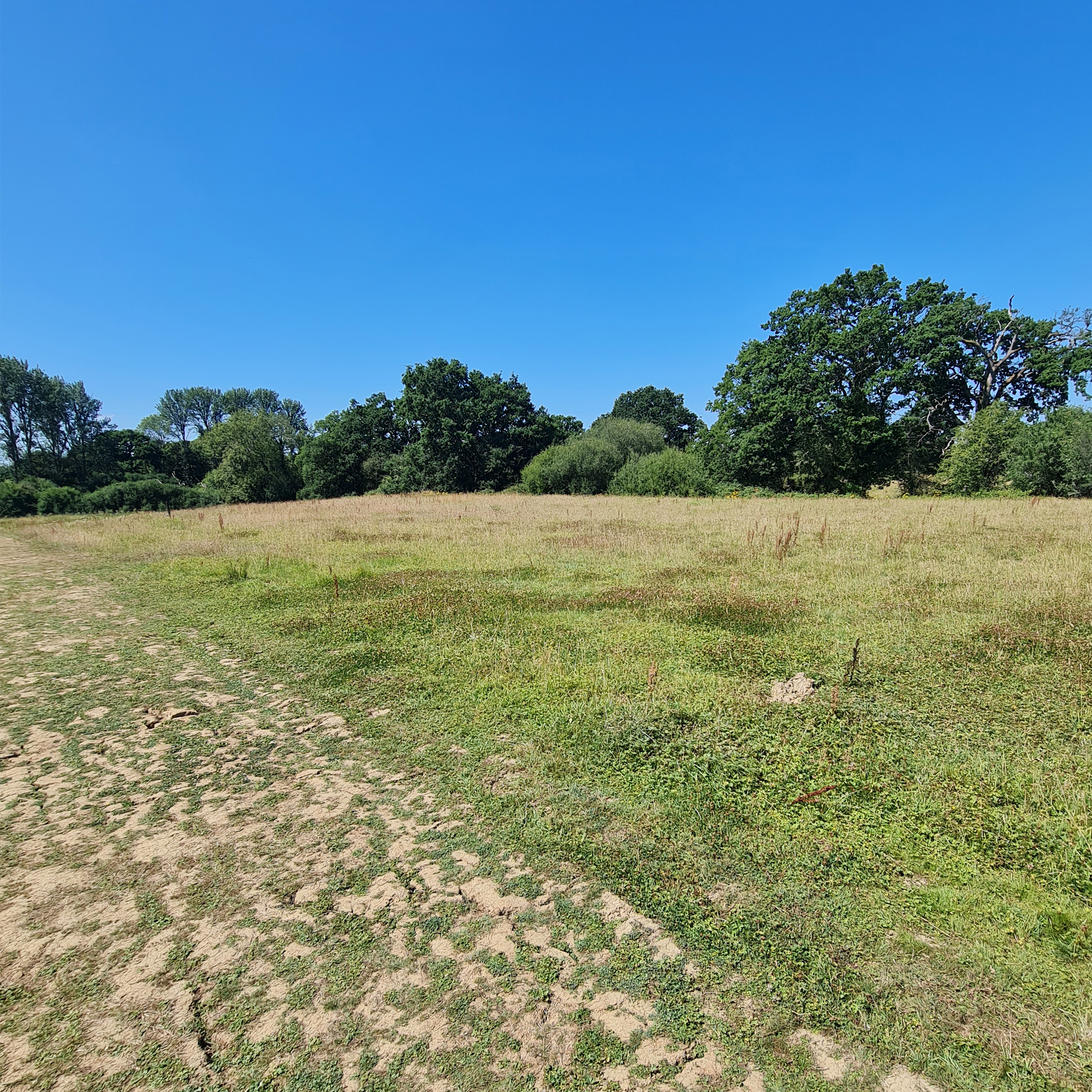 Sound Escape 232. Be lulled to sleep by the buzz of grasshoppers in a summer meadow