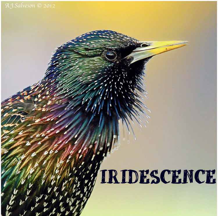 Fly Fishing Consultant Podcast