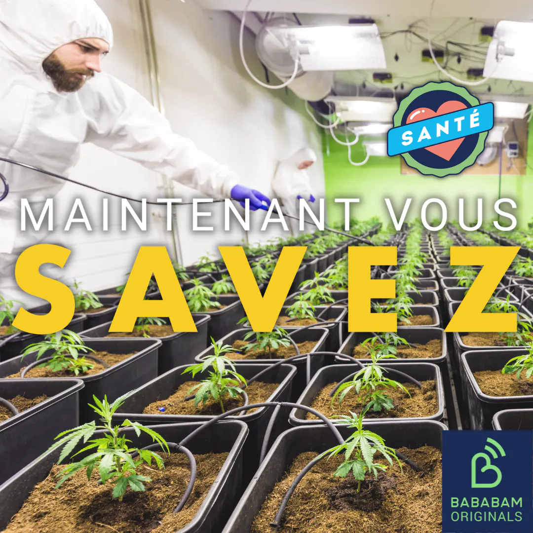 Pourquoi le cannabis peut-il être considéré comme thérapeutique ?