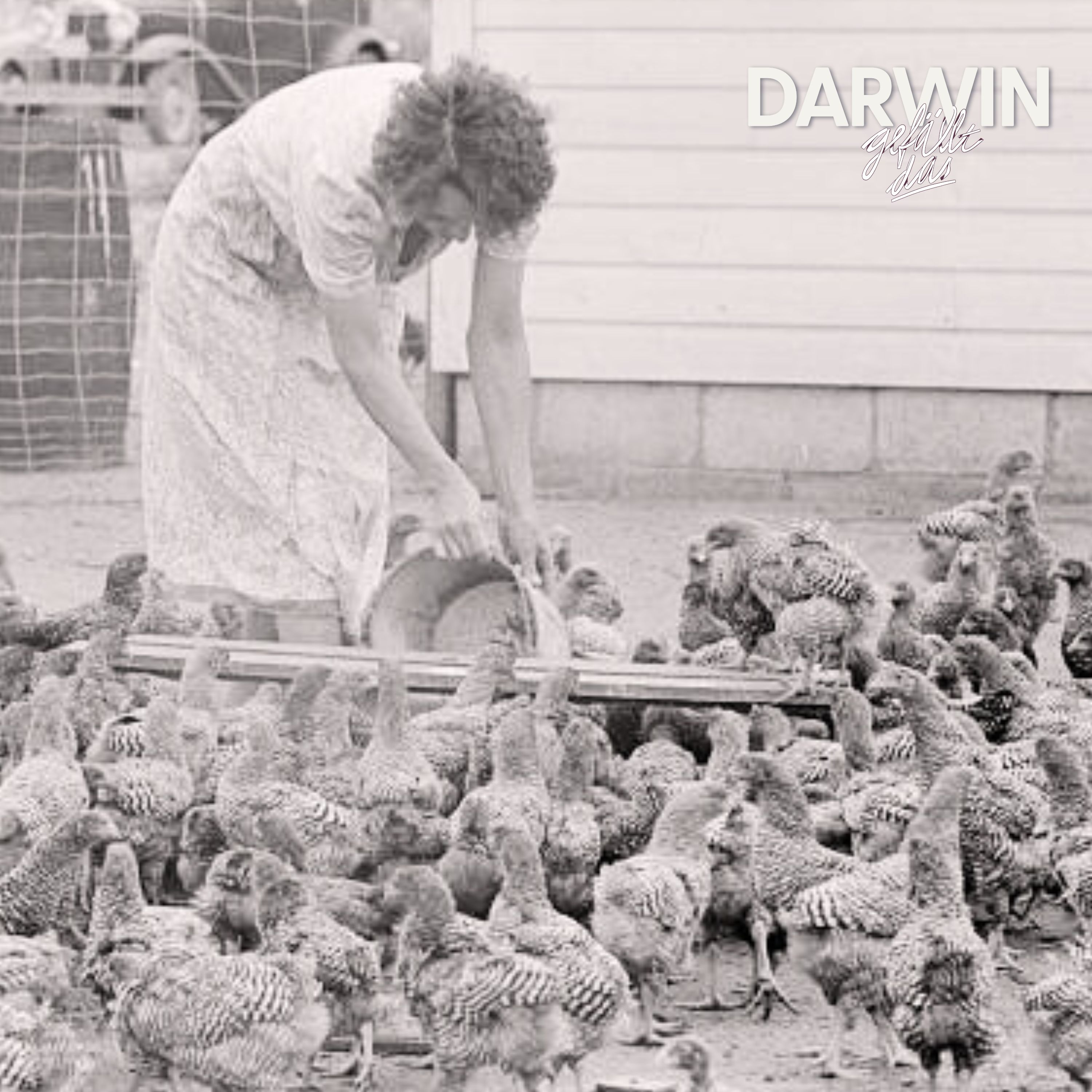 Ein Huhn kommt selten allein