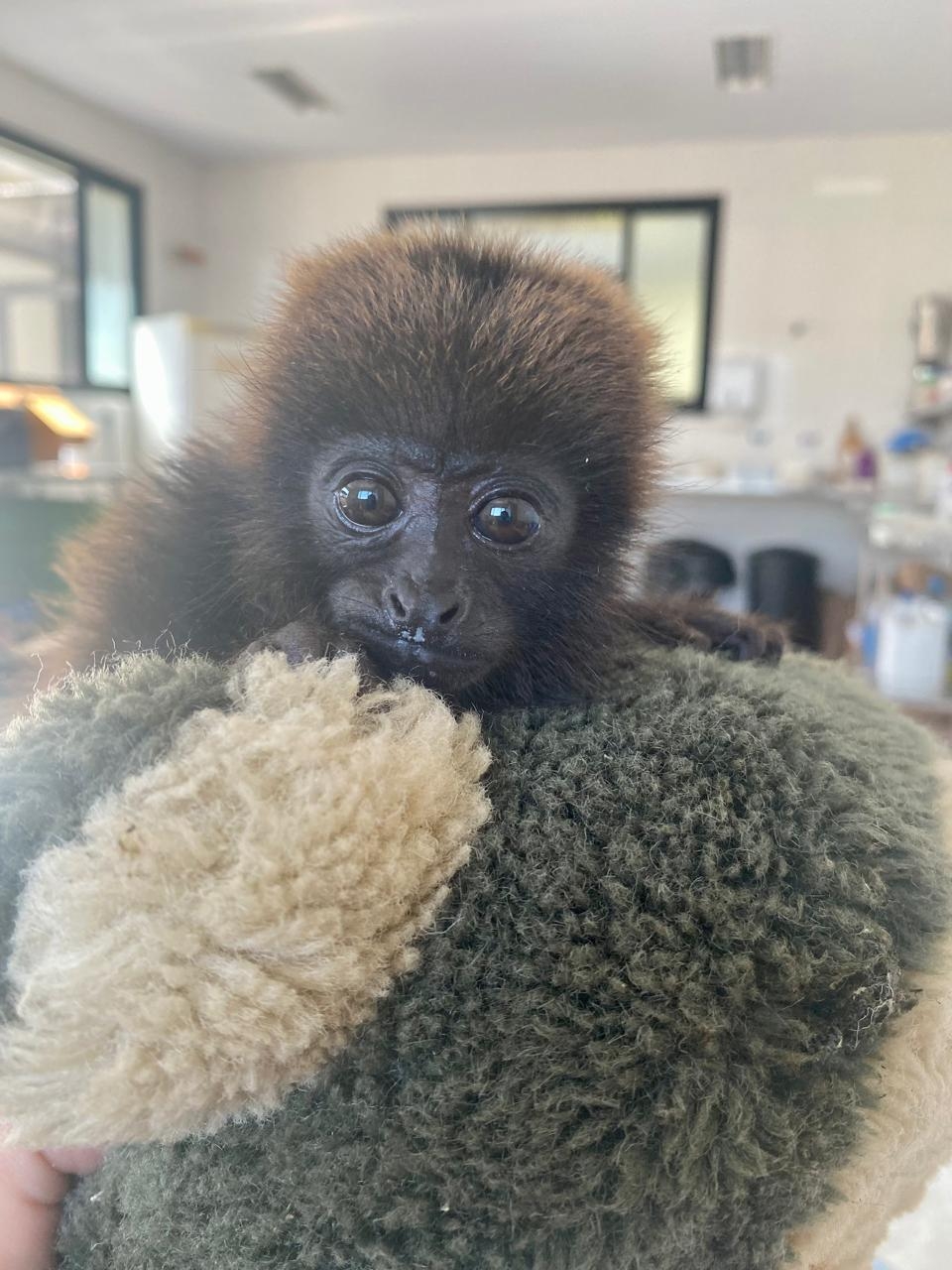 Zoológicos usam pelúcias para acalmar animais que sofrem rejeição após nascimento