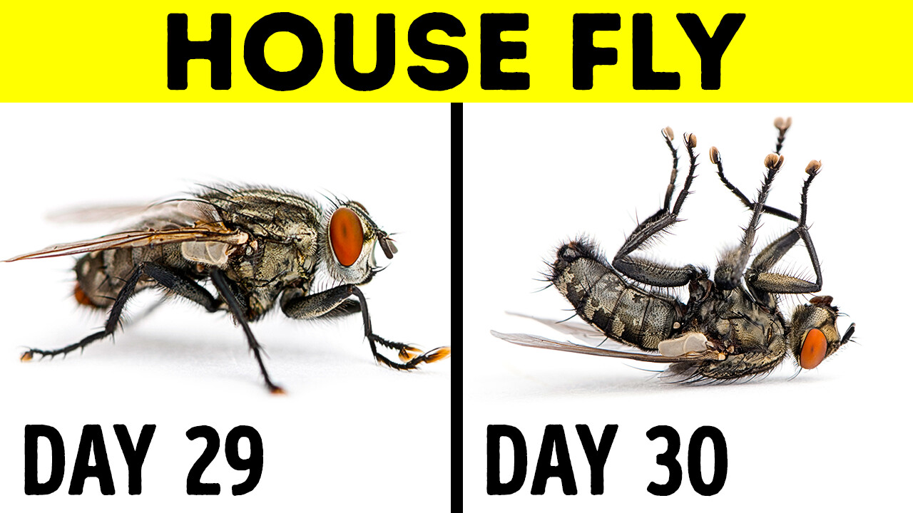 18 Rarely Shared Facts That Will Make You Think Again