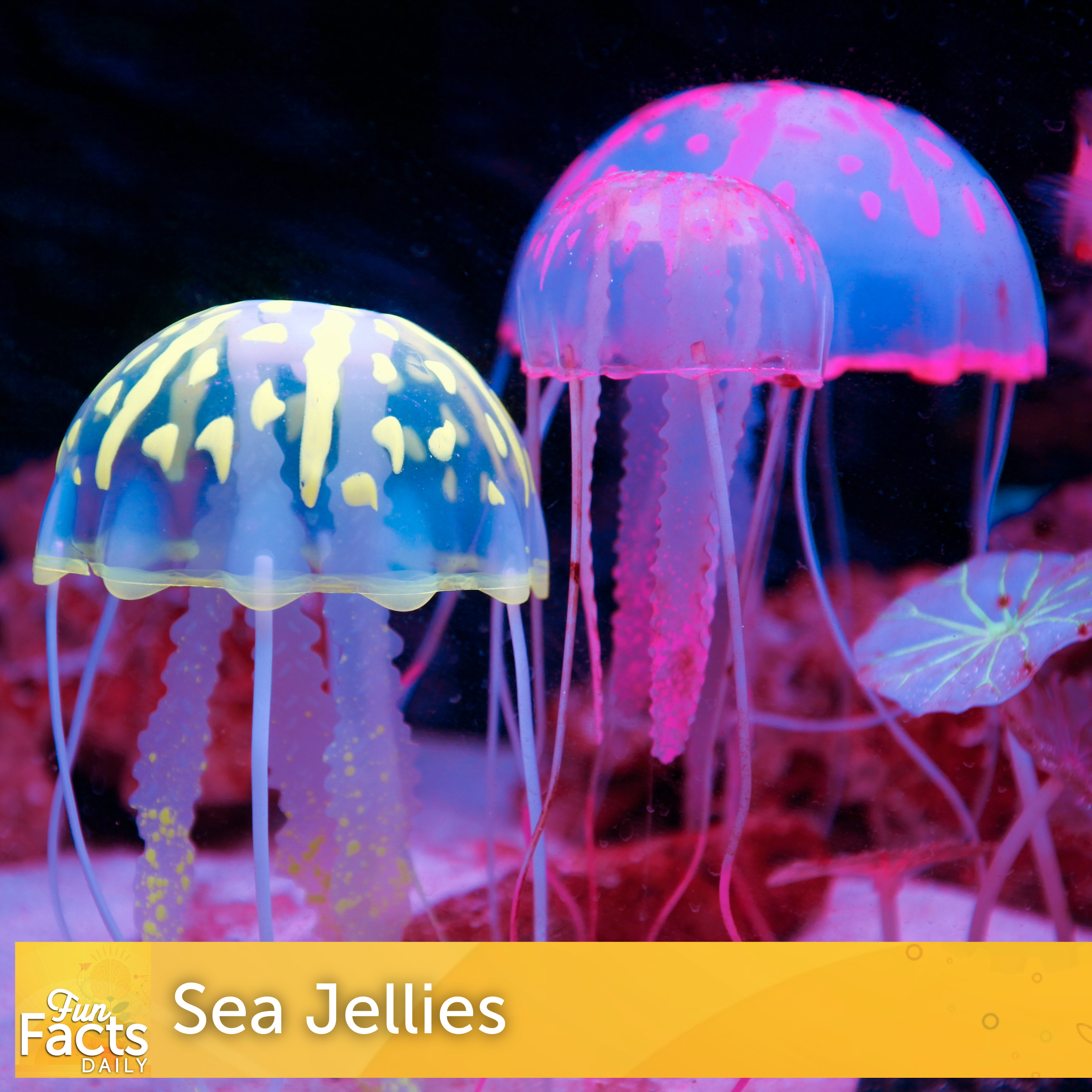 Fun Facts About Sea Jellies (Jellyfish)
