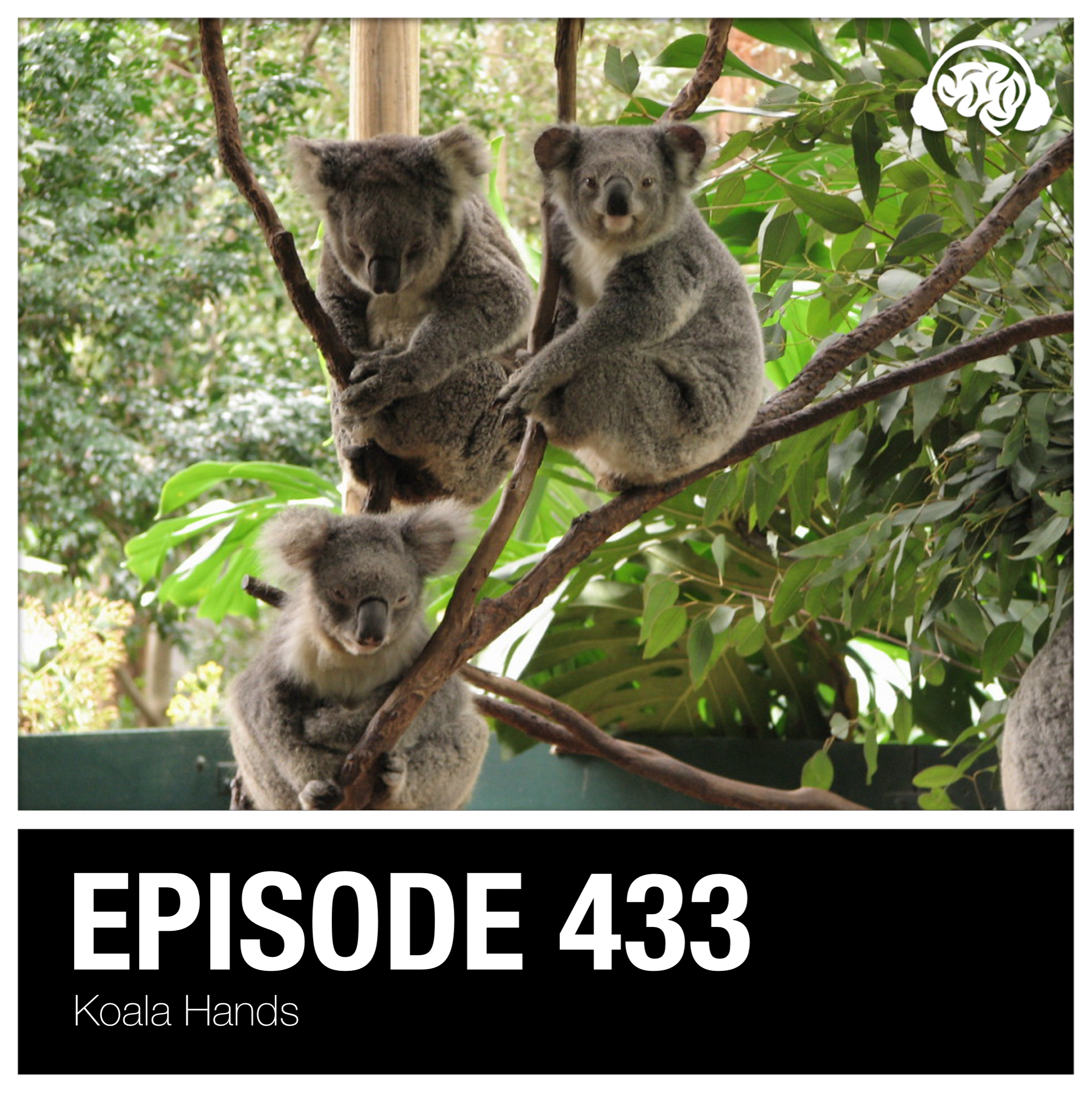 433: Koala Hands
