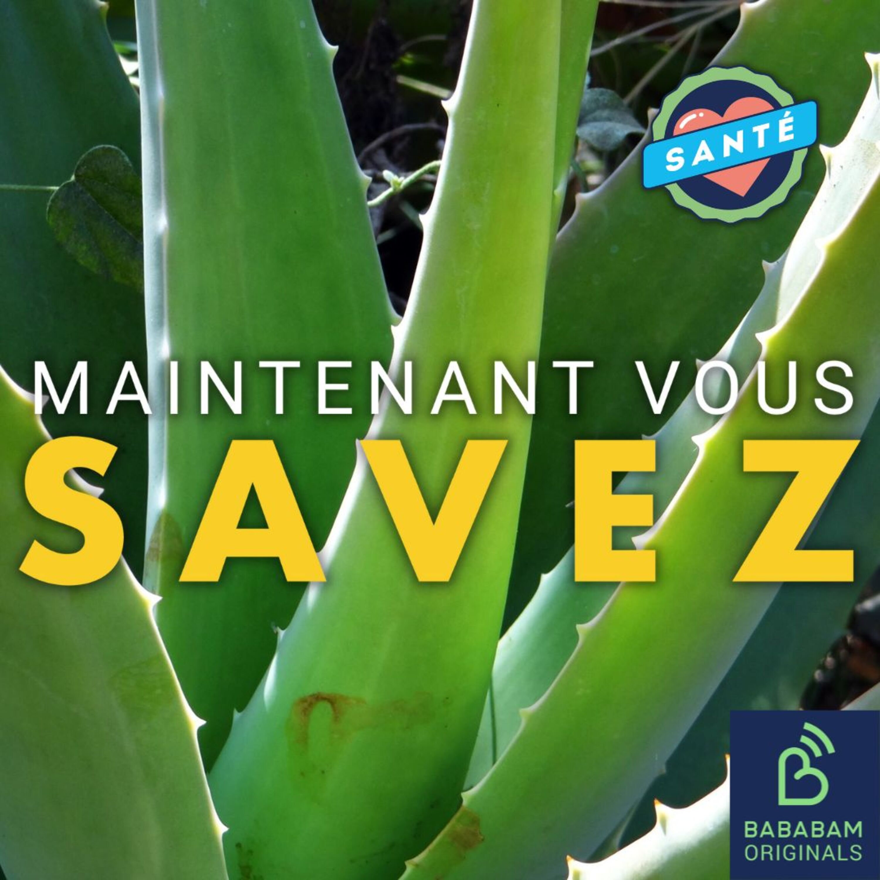 Quelles sont les 3 plantes sauvages utiles pour la peau ?