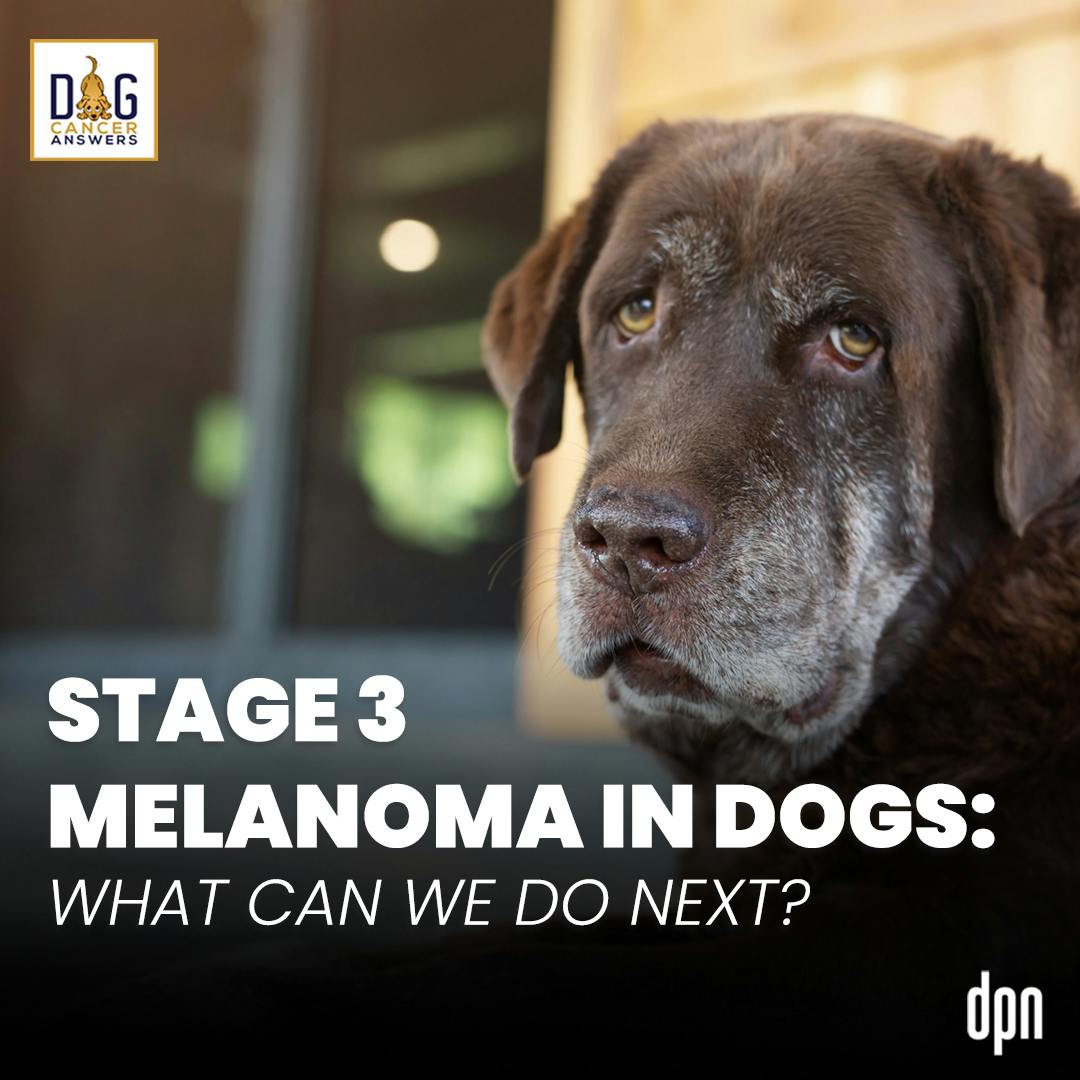 Stage 3 Melanoma in Dogs: What Can We Do Next? | Dr. Nancy Reese Q&A