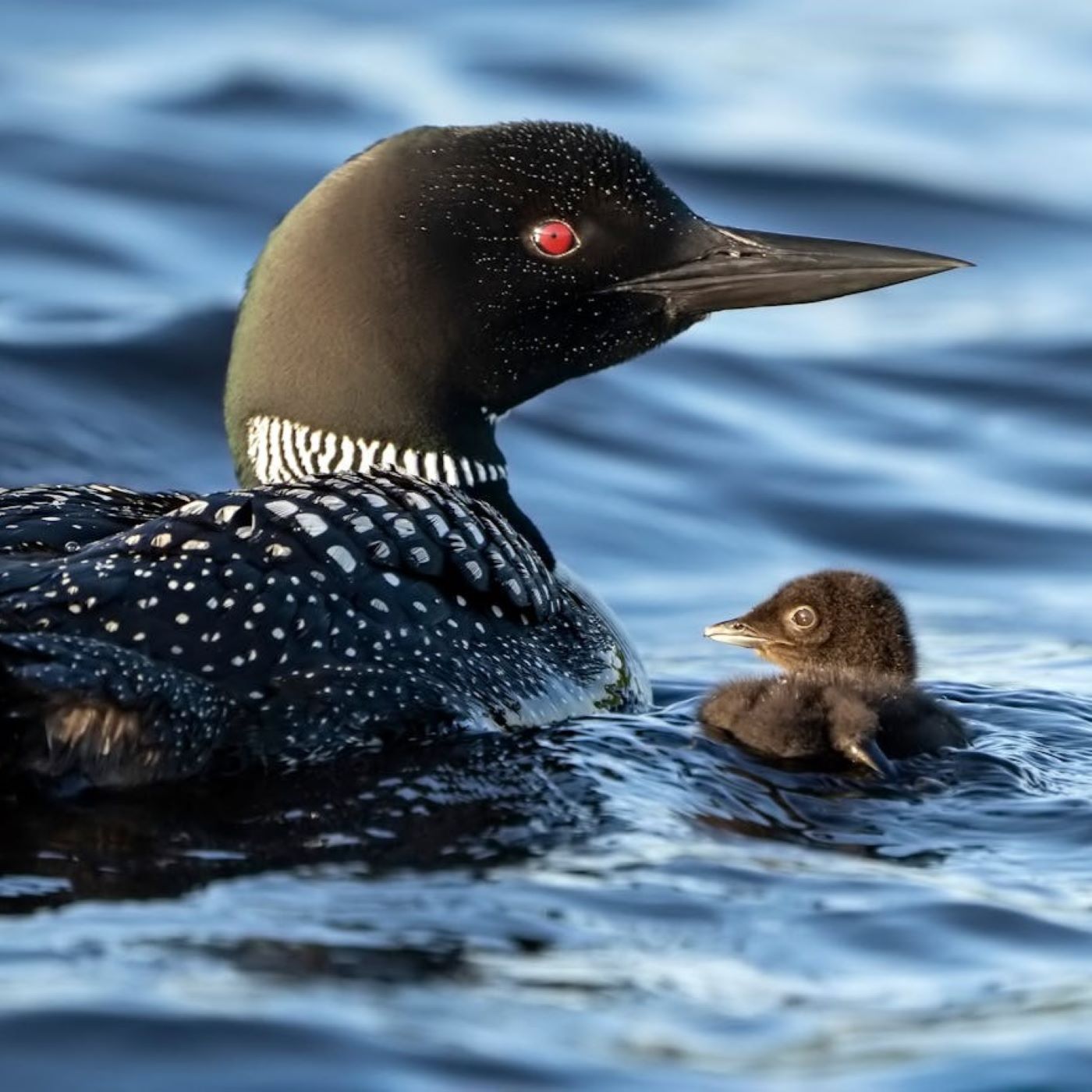 Why is the loon Minnesota’s state bird? It almost didn’t happen.