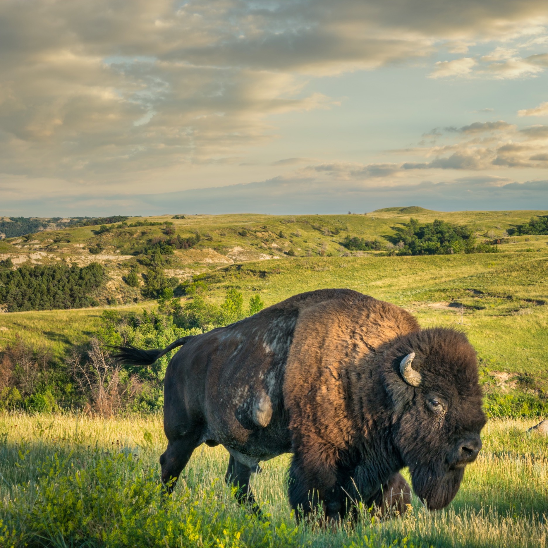 #114: Theodore Roosevelt National Park