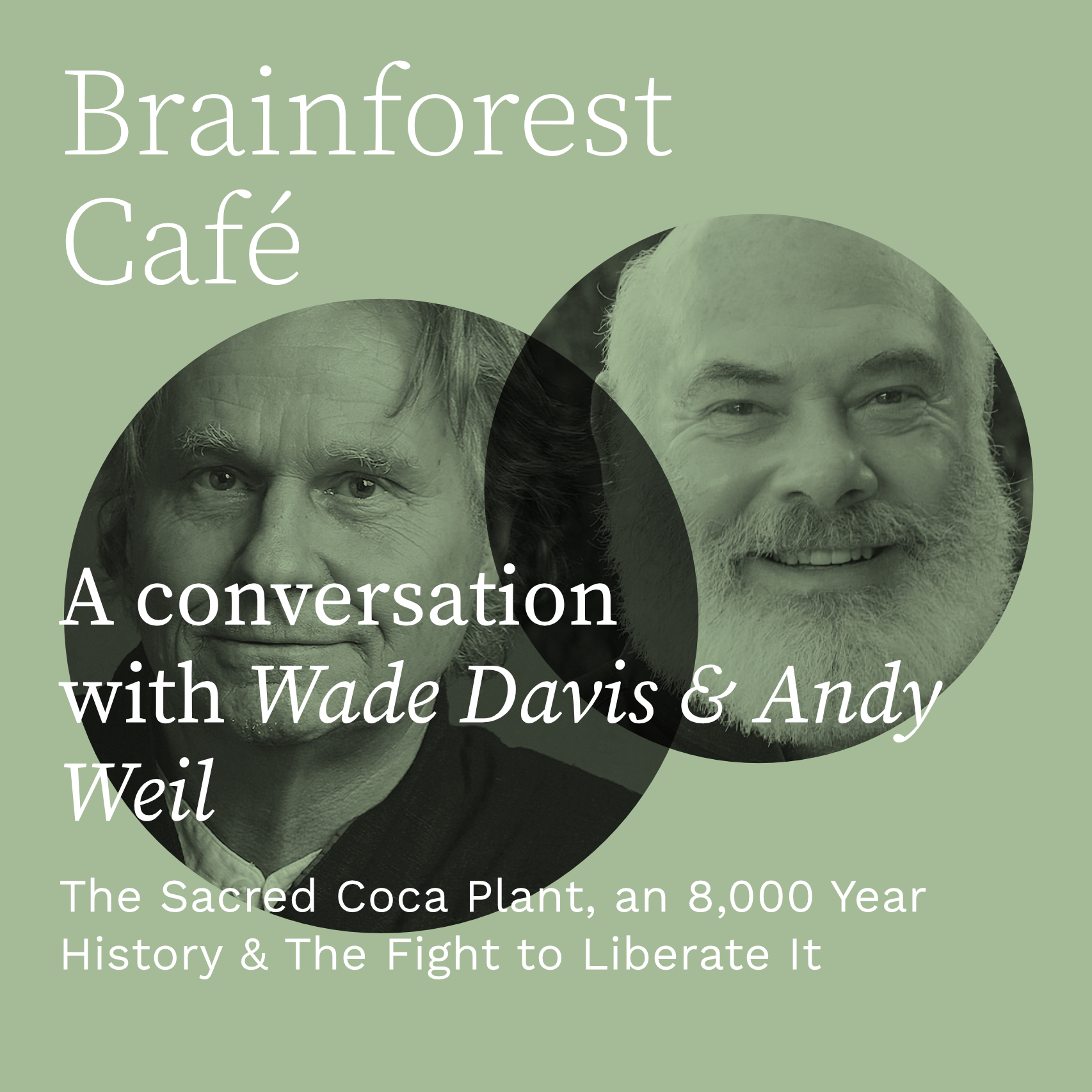 The Sacred Coca Plant, an 8,000 Year History & The Fight to Liberate It.