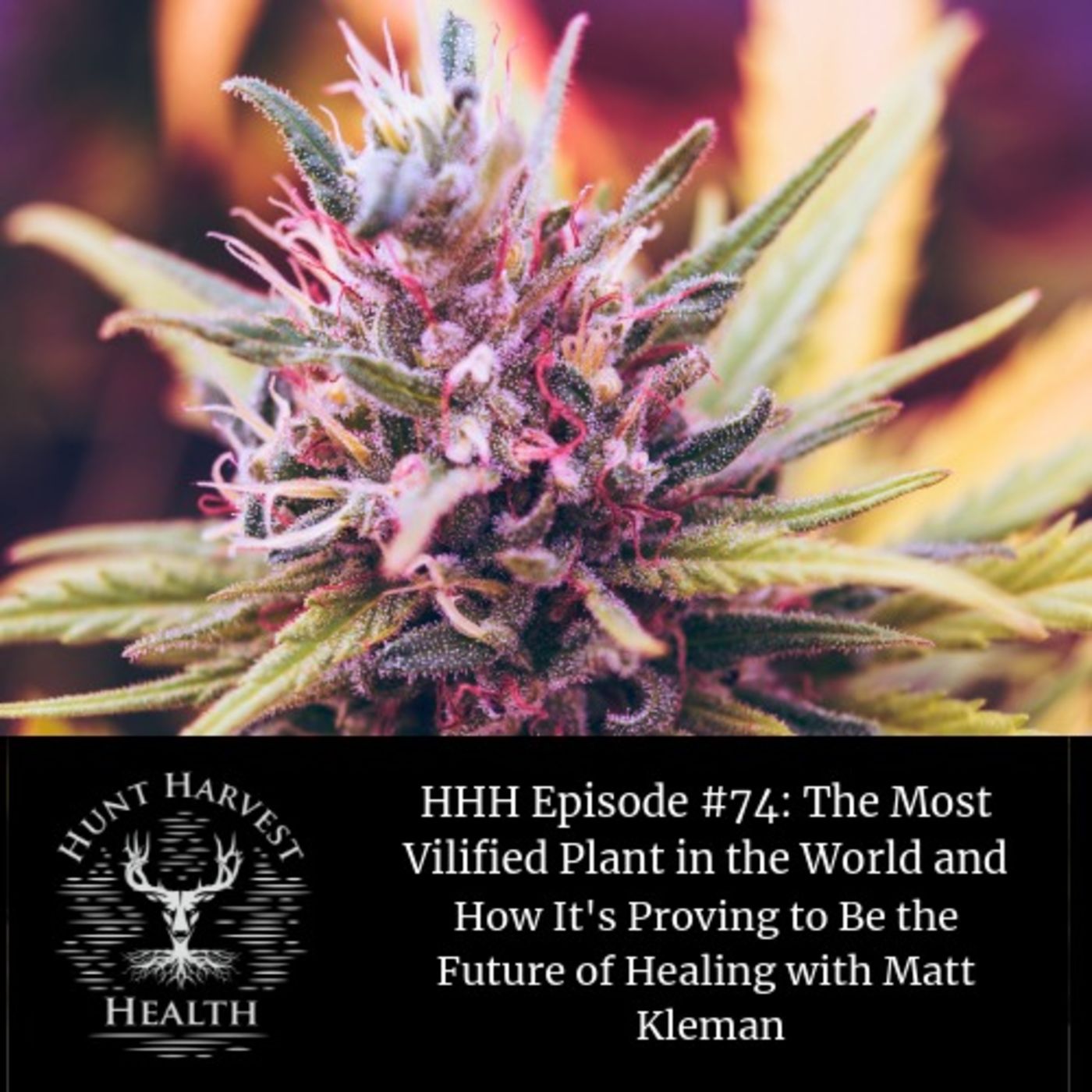 #74:  The Most Vilified Plant In the World and How It's Proving To Be the Future of Healing with Matt Kleman