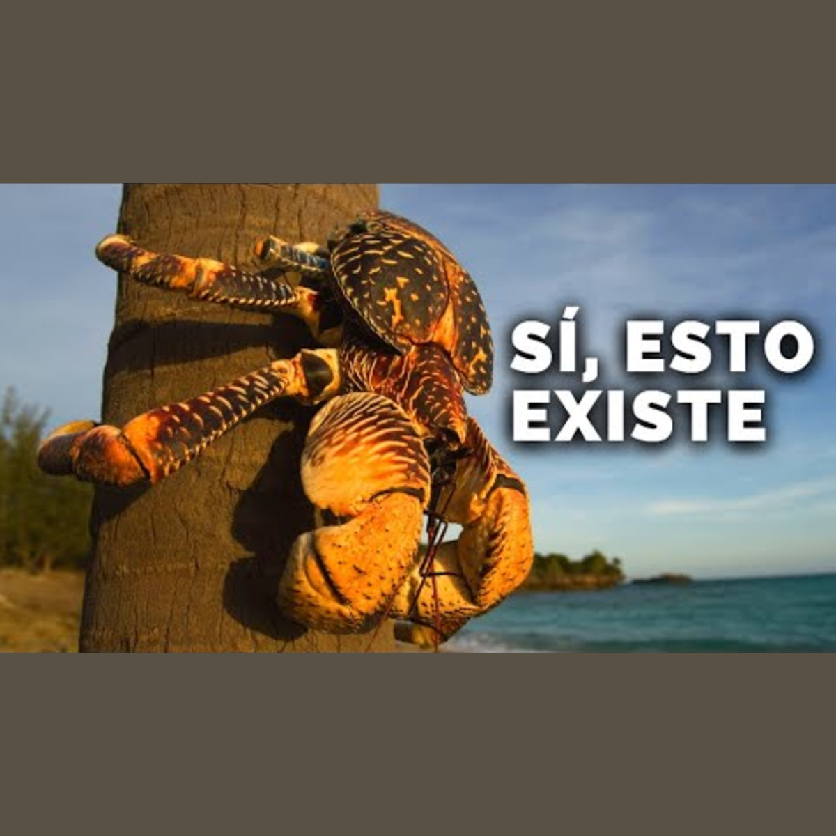 Animalogic En Español