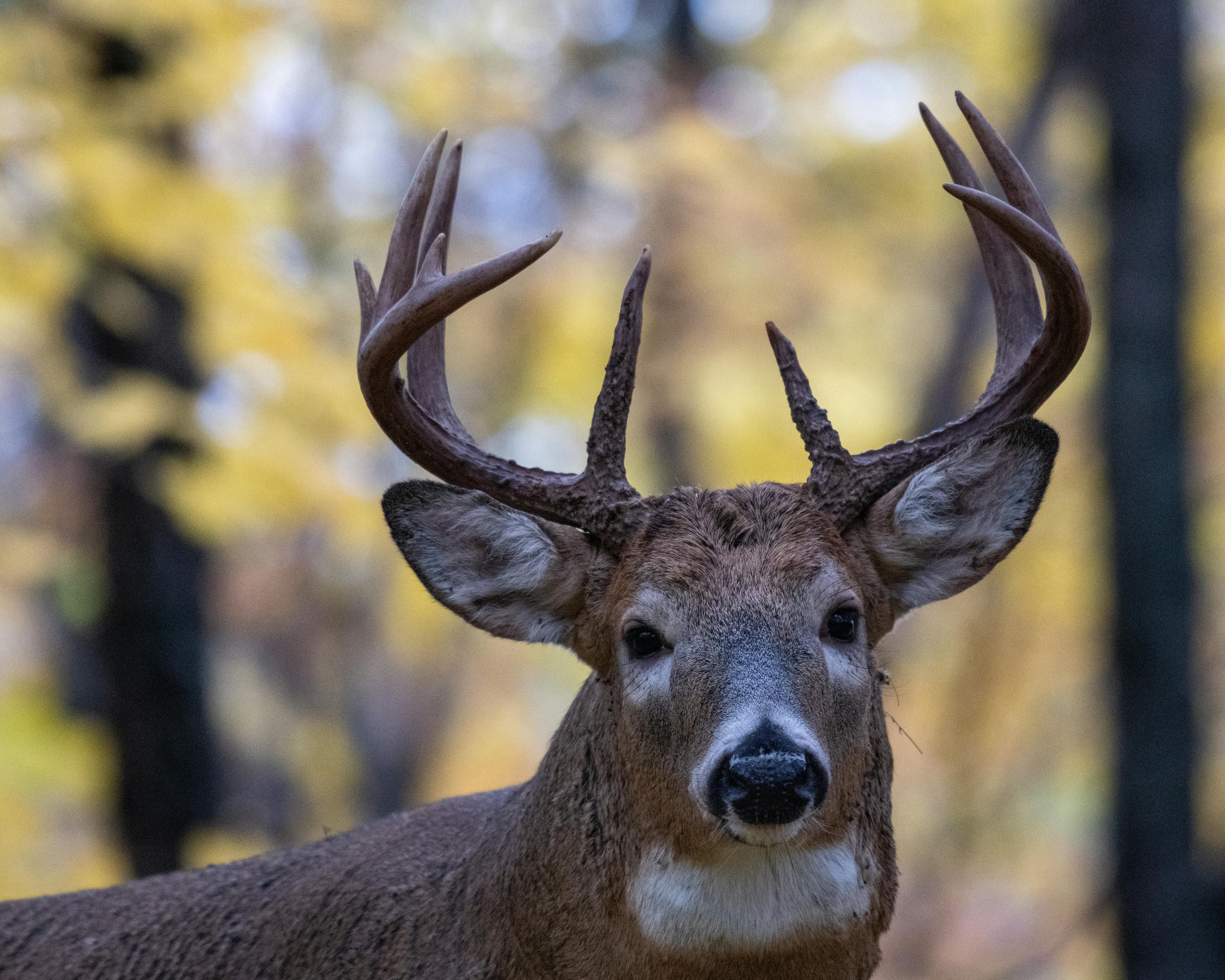 White-tailed Deer: America’s Conservation Success Story
