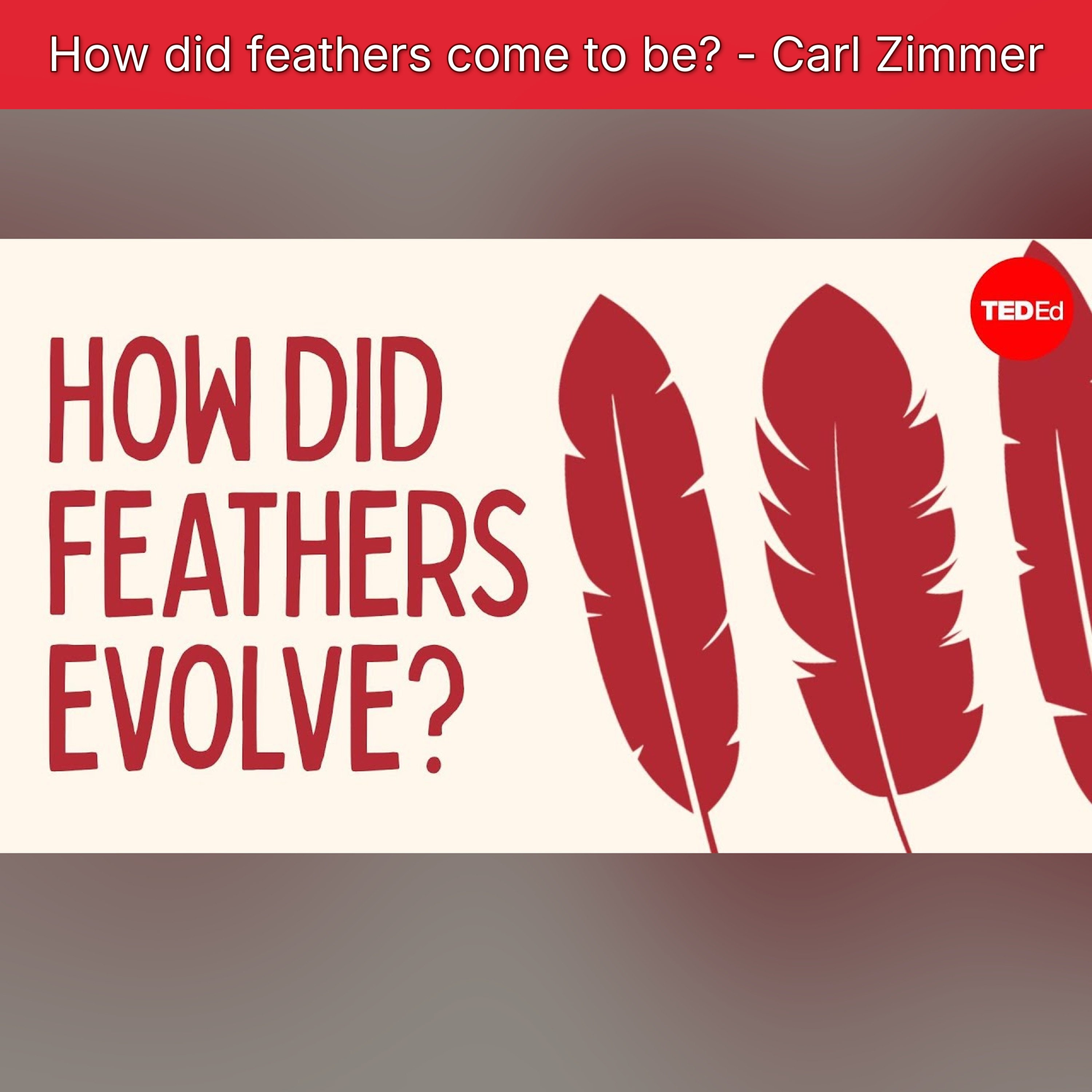How did feathers come to be? - Carl Zimmer episode artwork
